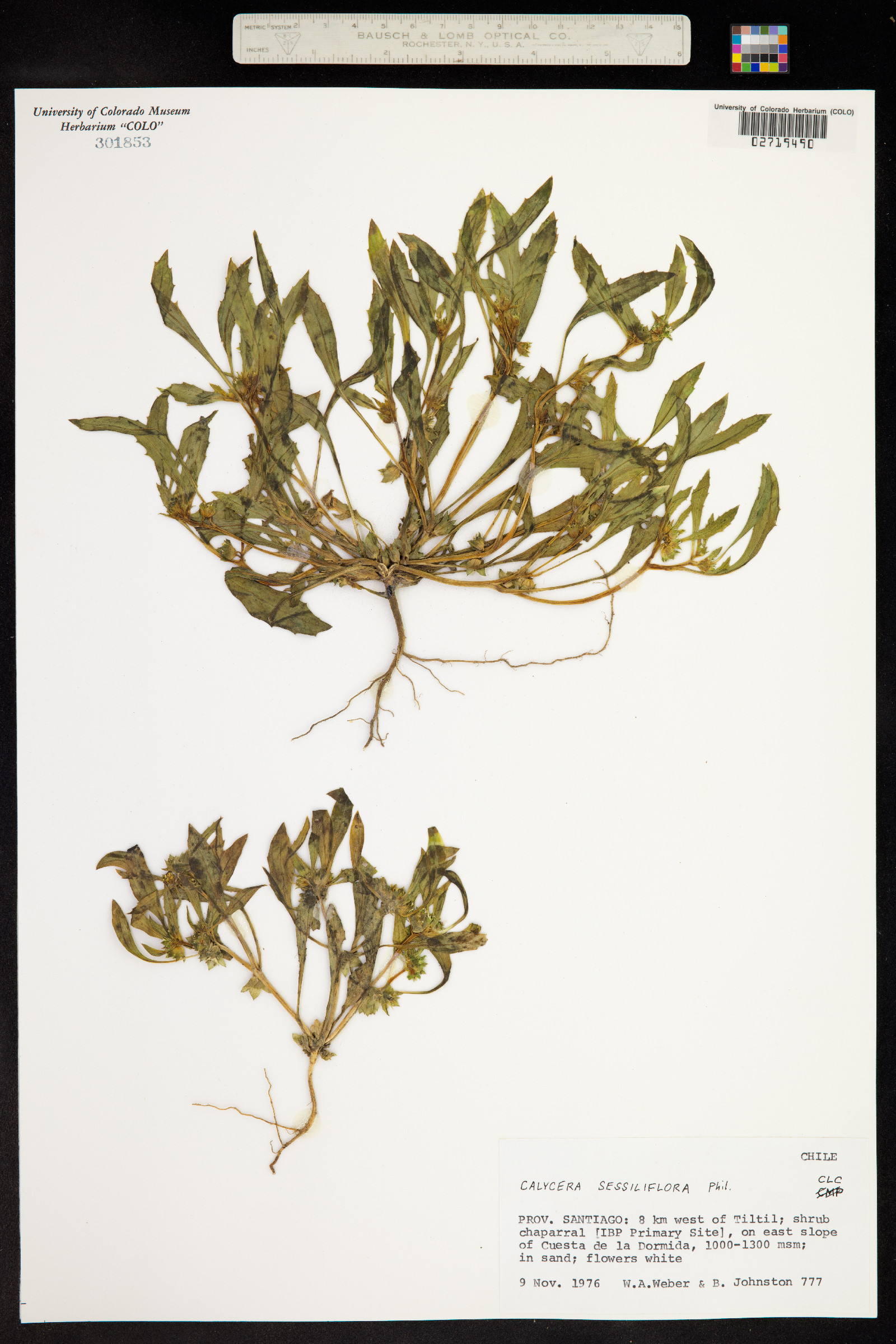 Calycera sessiliflora image