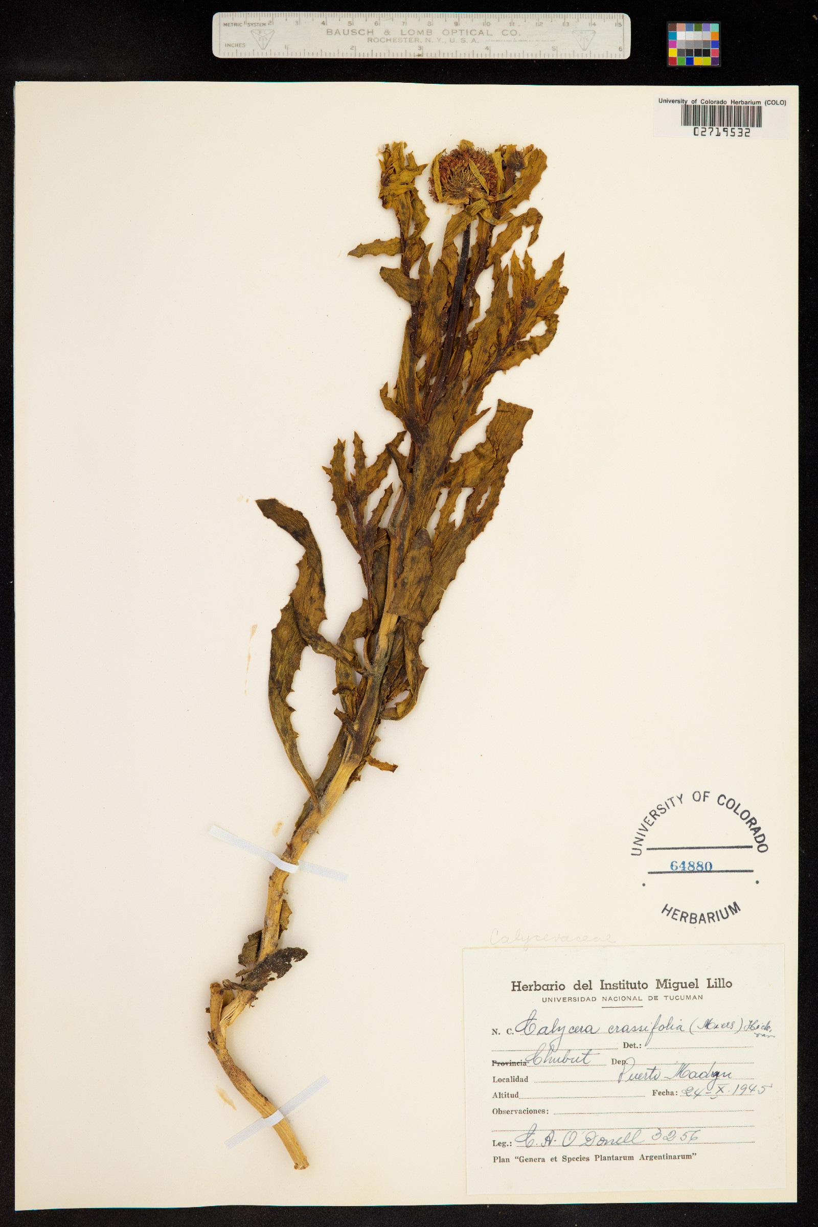 Calycera crassifolia image