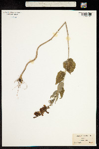 Campanula bononiensis image