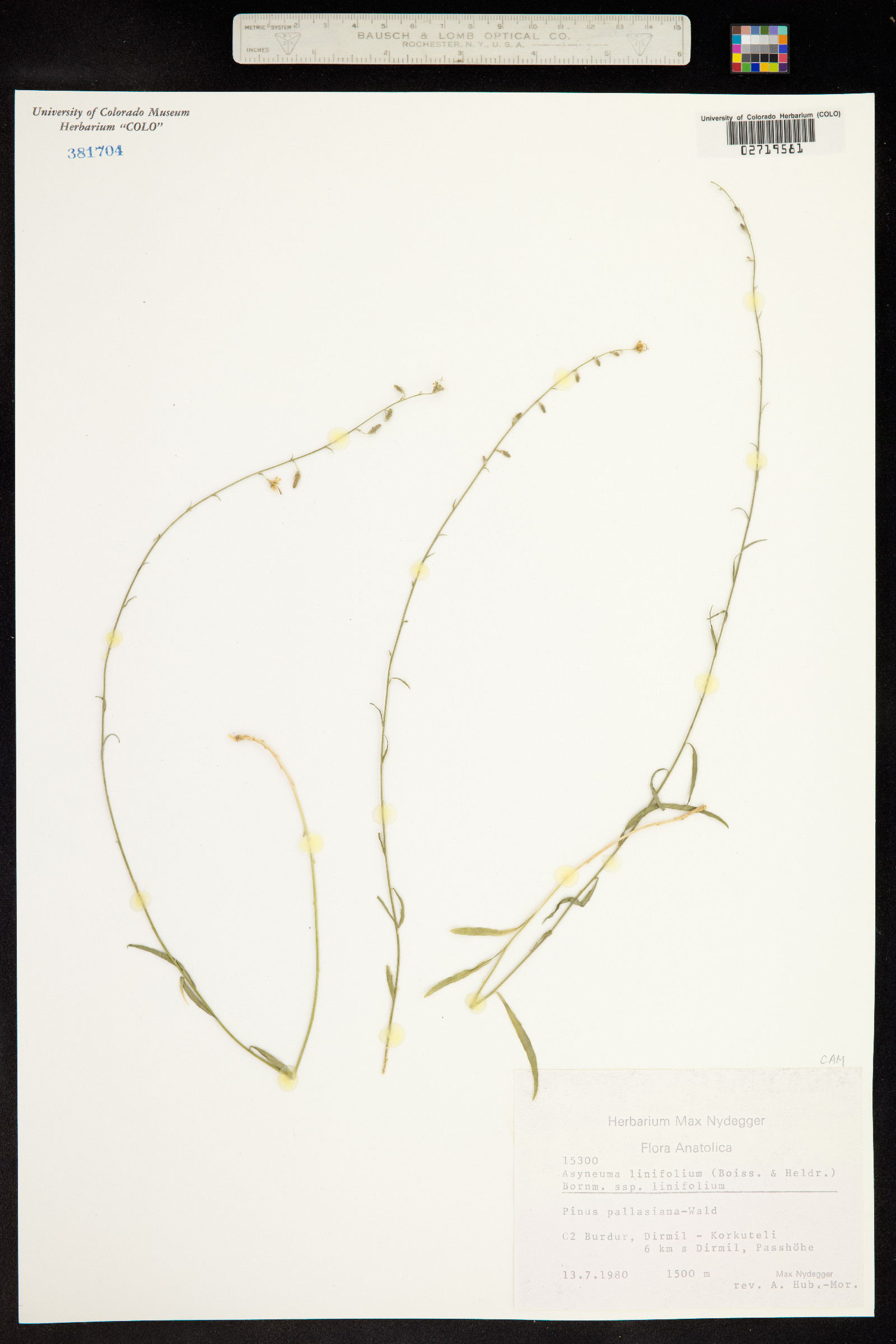 Asyneuma linifolium image
