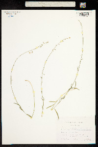 Image of Asyneuma linifolium