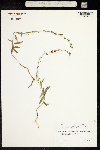 Image of Asyneuma rigidum
