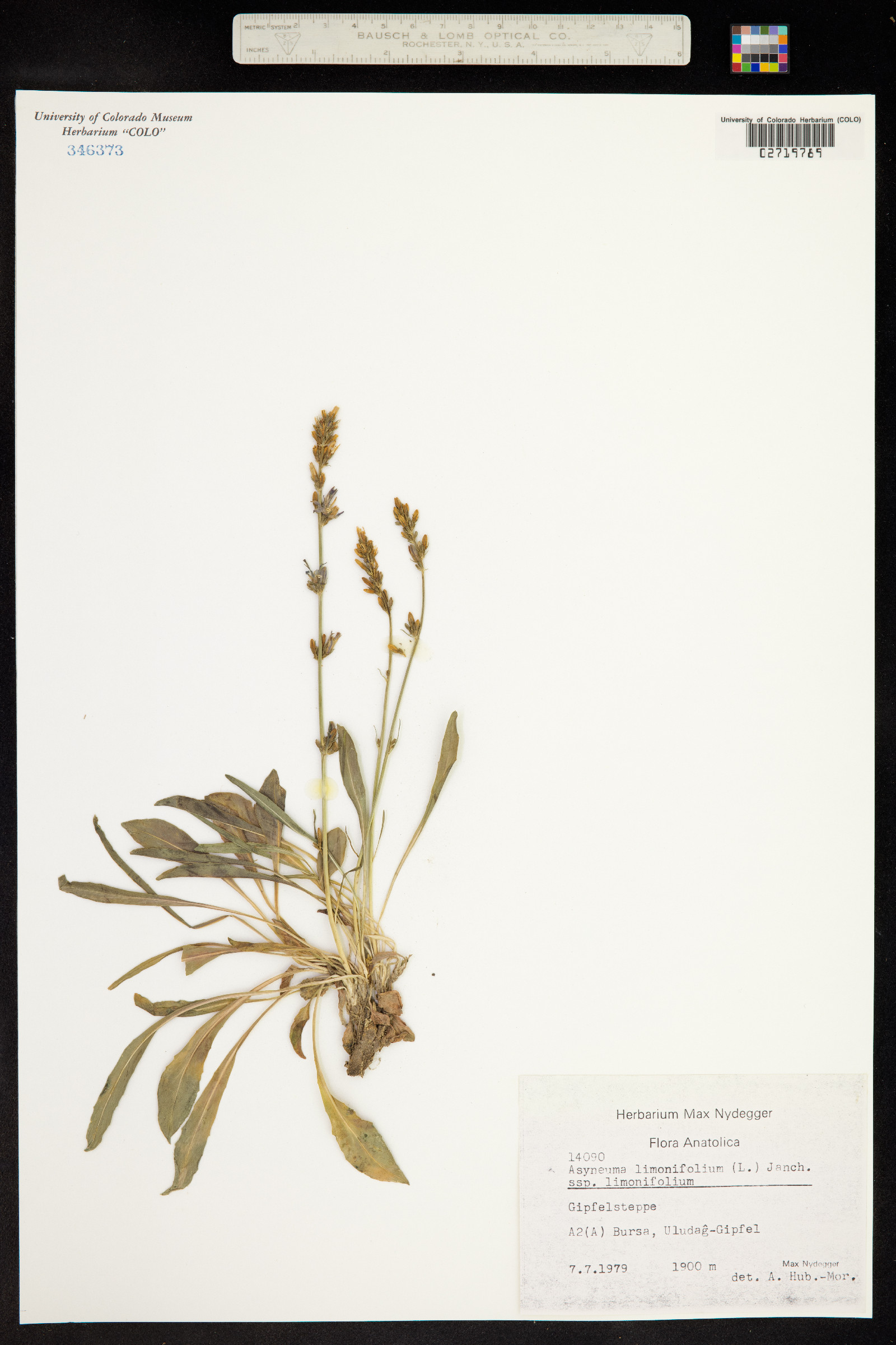 Asyneuma limonifolium image