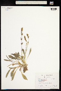 Image of Asyneuma limonifolium