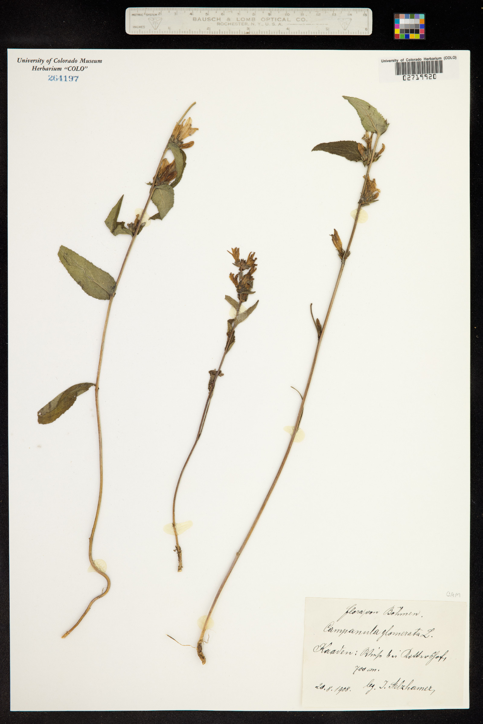 Campanula glomerata image