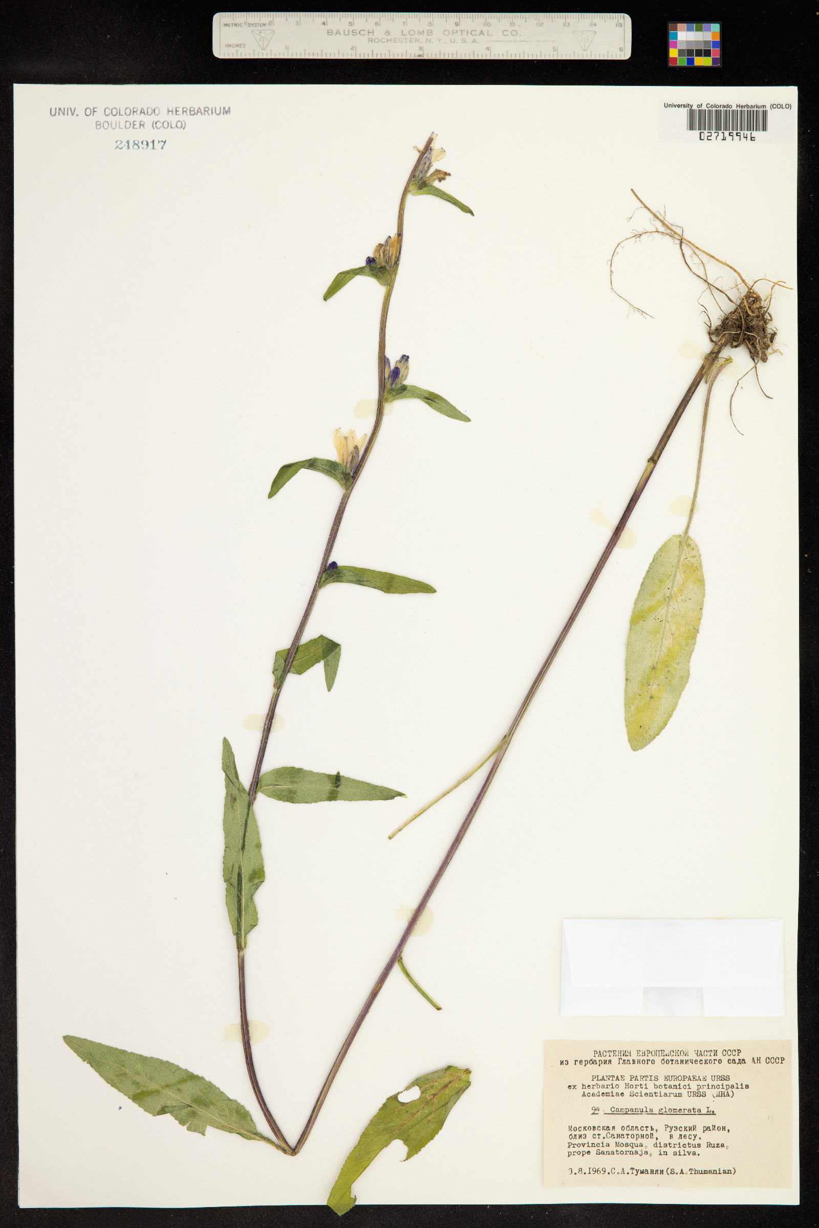 Campanula glomerata image