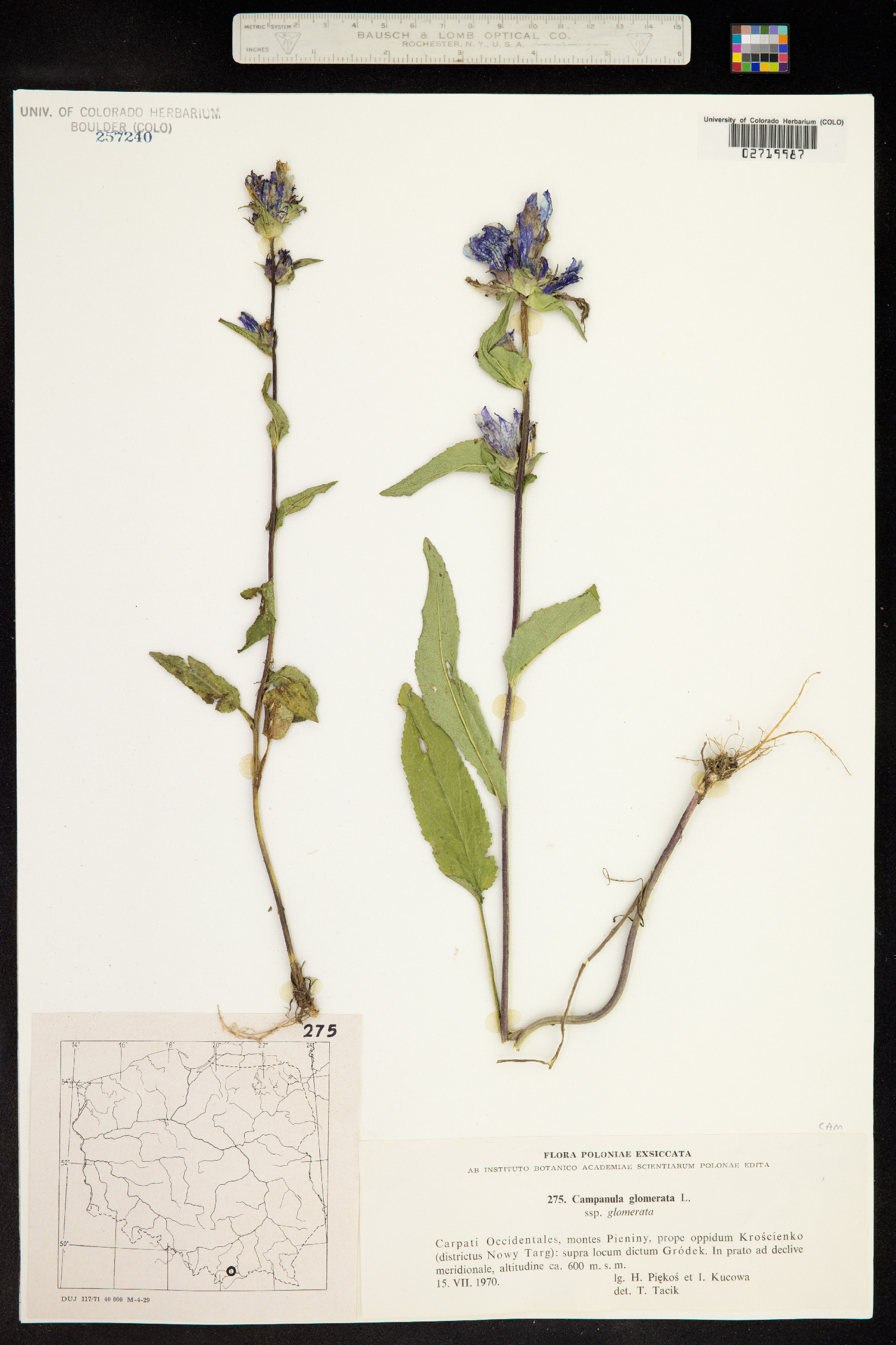 Campanula glomerata image