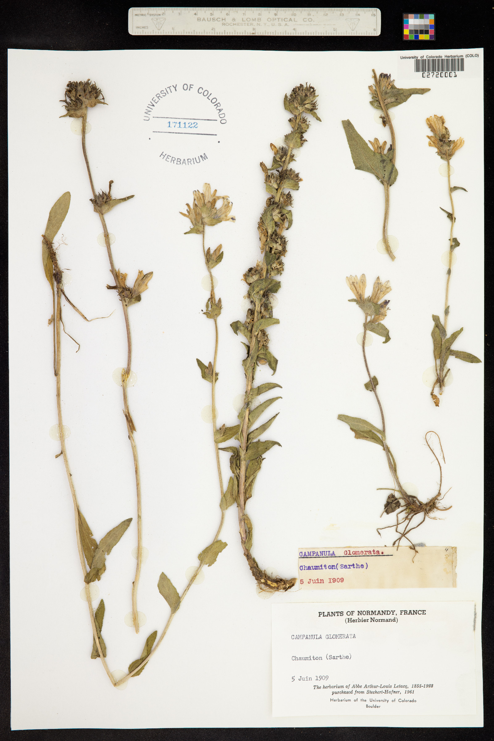 Campanula glomerata image