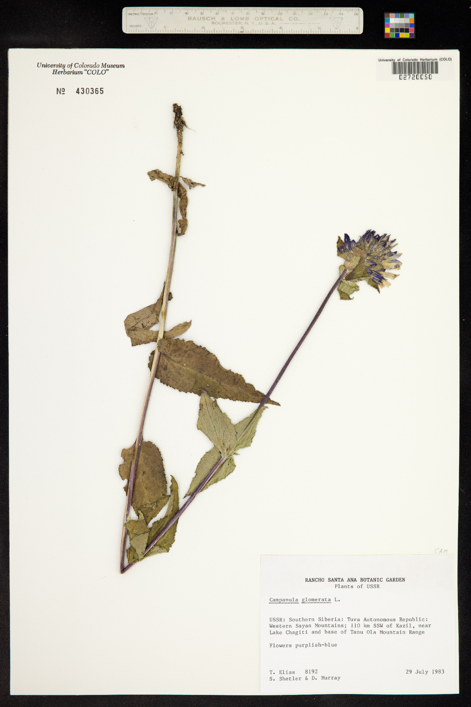 Campanula glomerata image