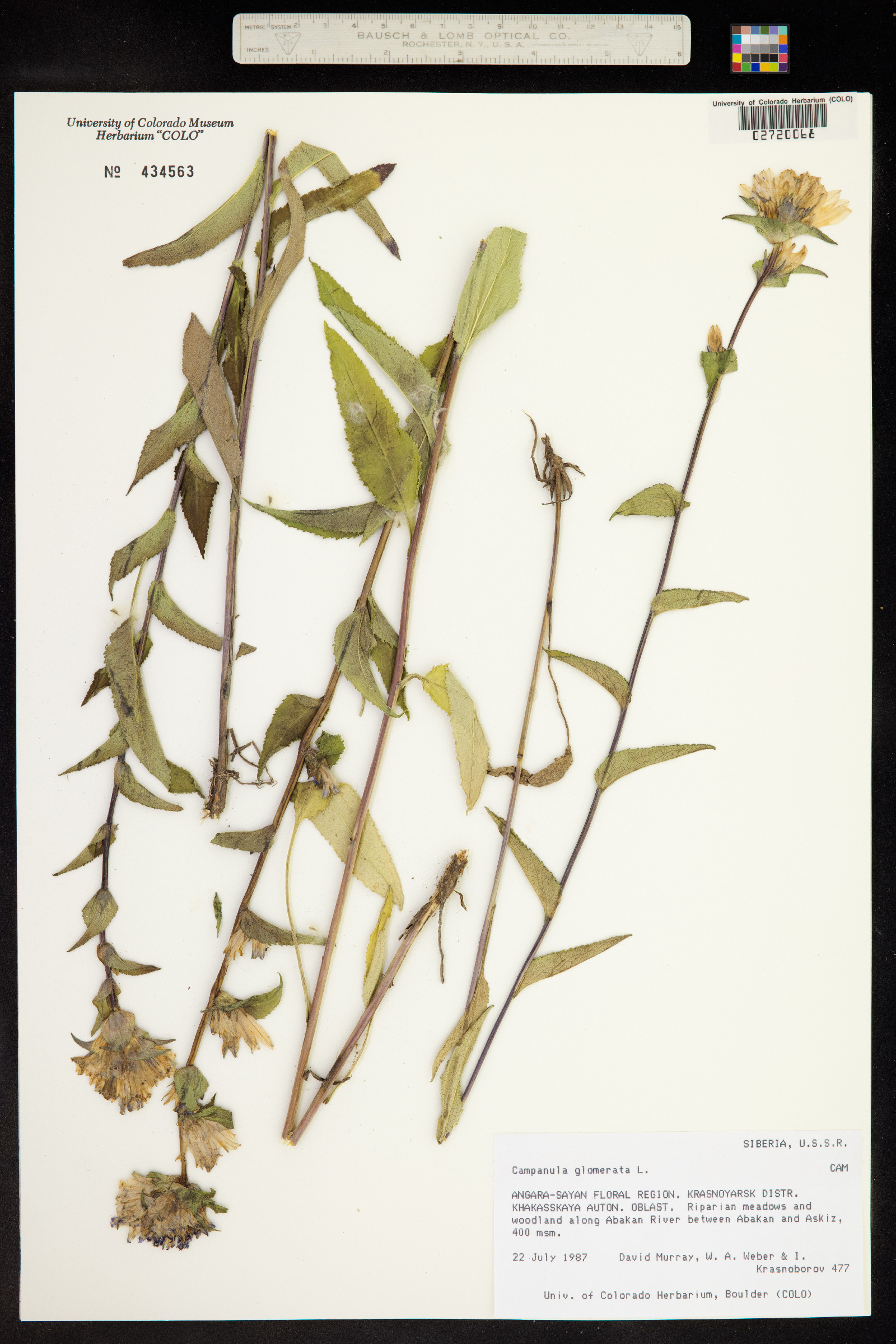 Campanula glomerata image