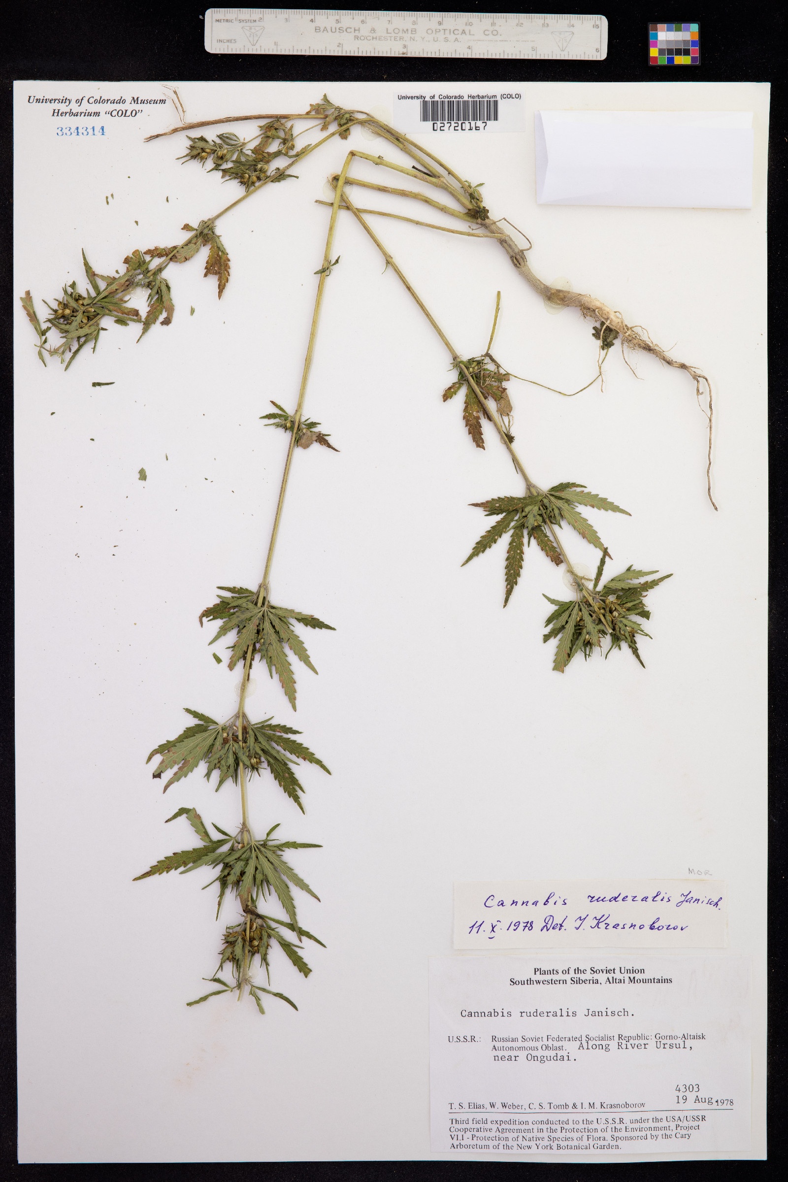 Cannabis sativa image