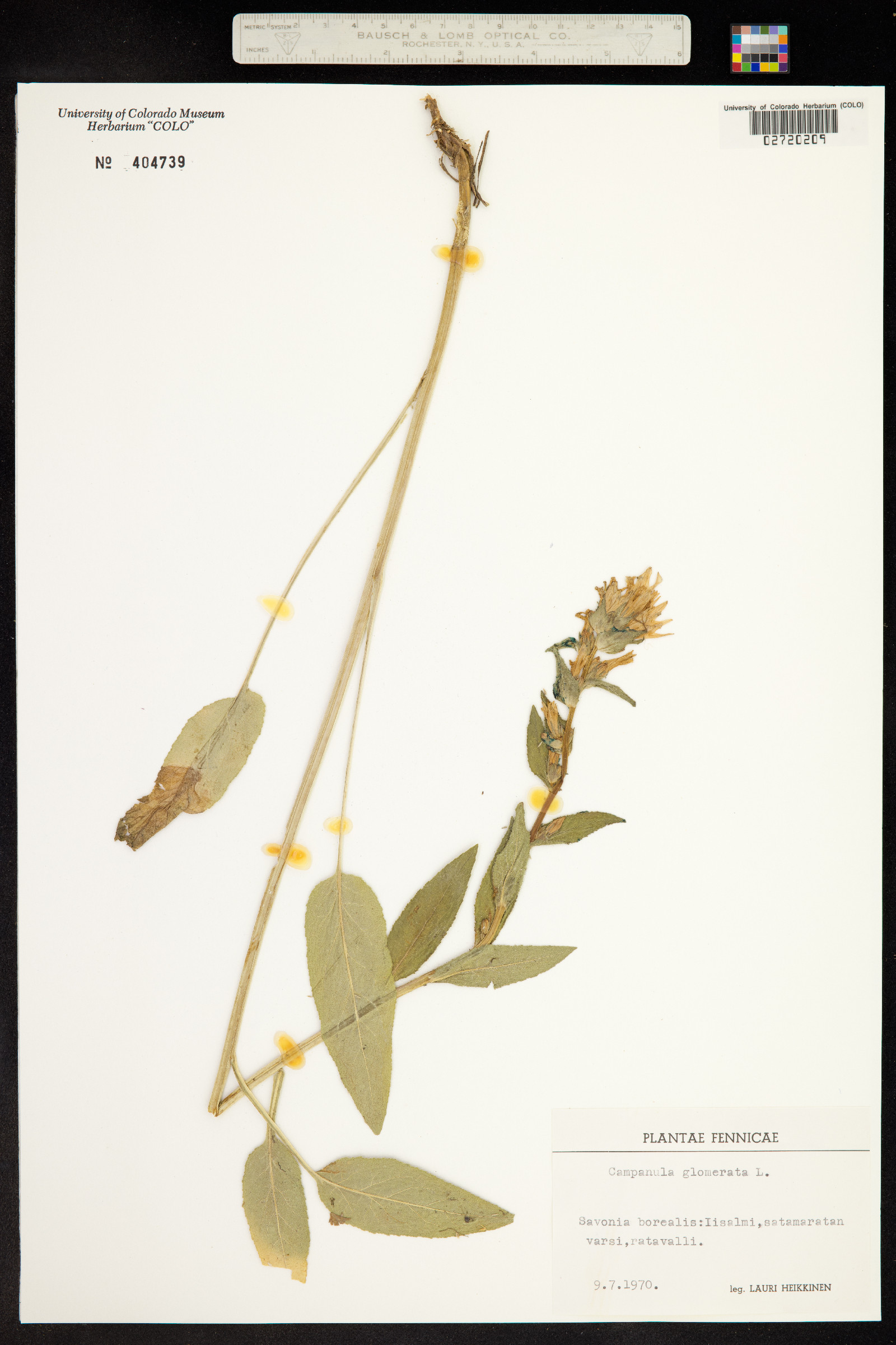 Campanula glomerata image