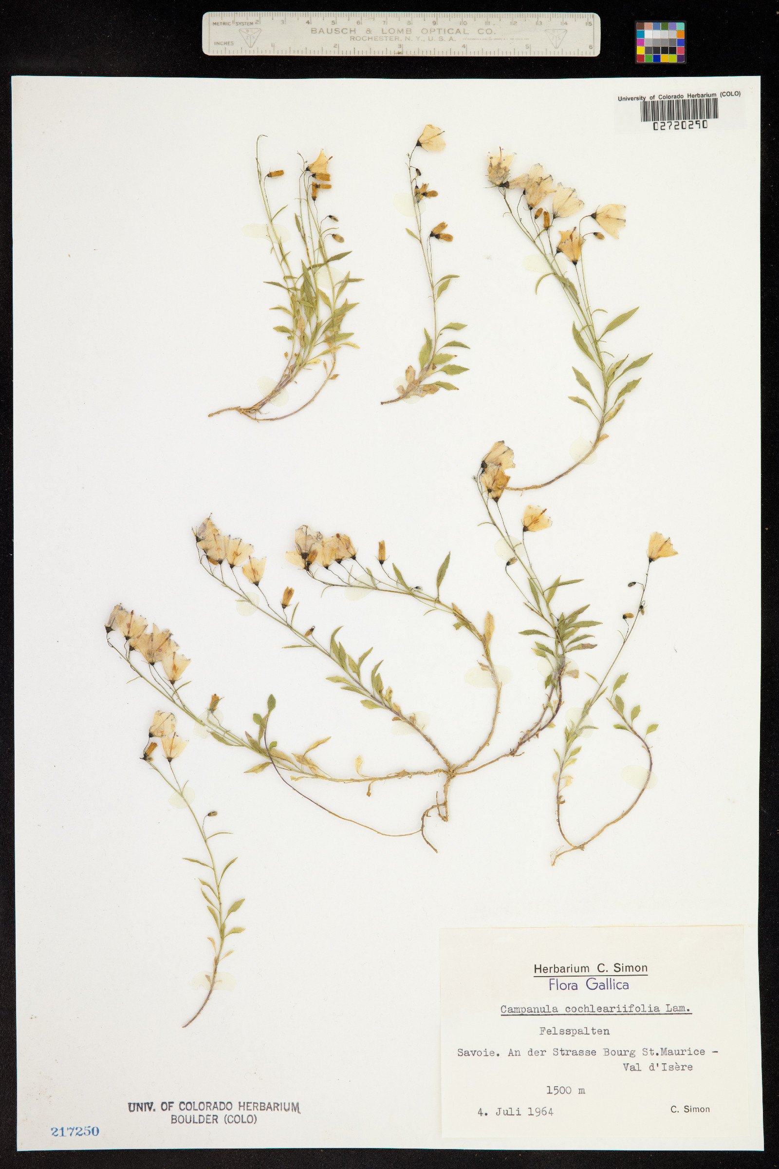 Campanula cochlearifolia image