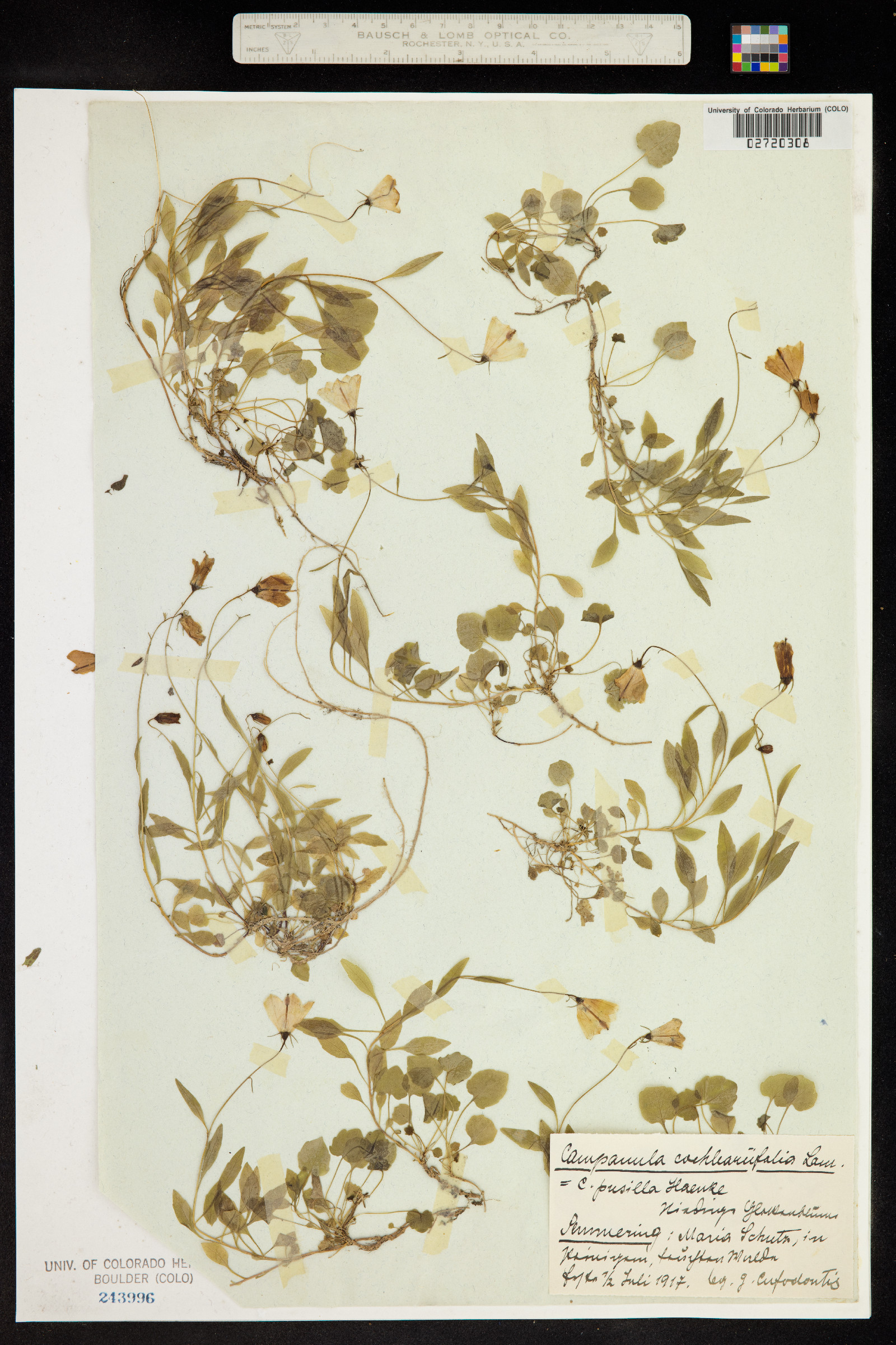 Campanula cochlearifolia image