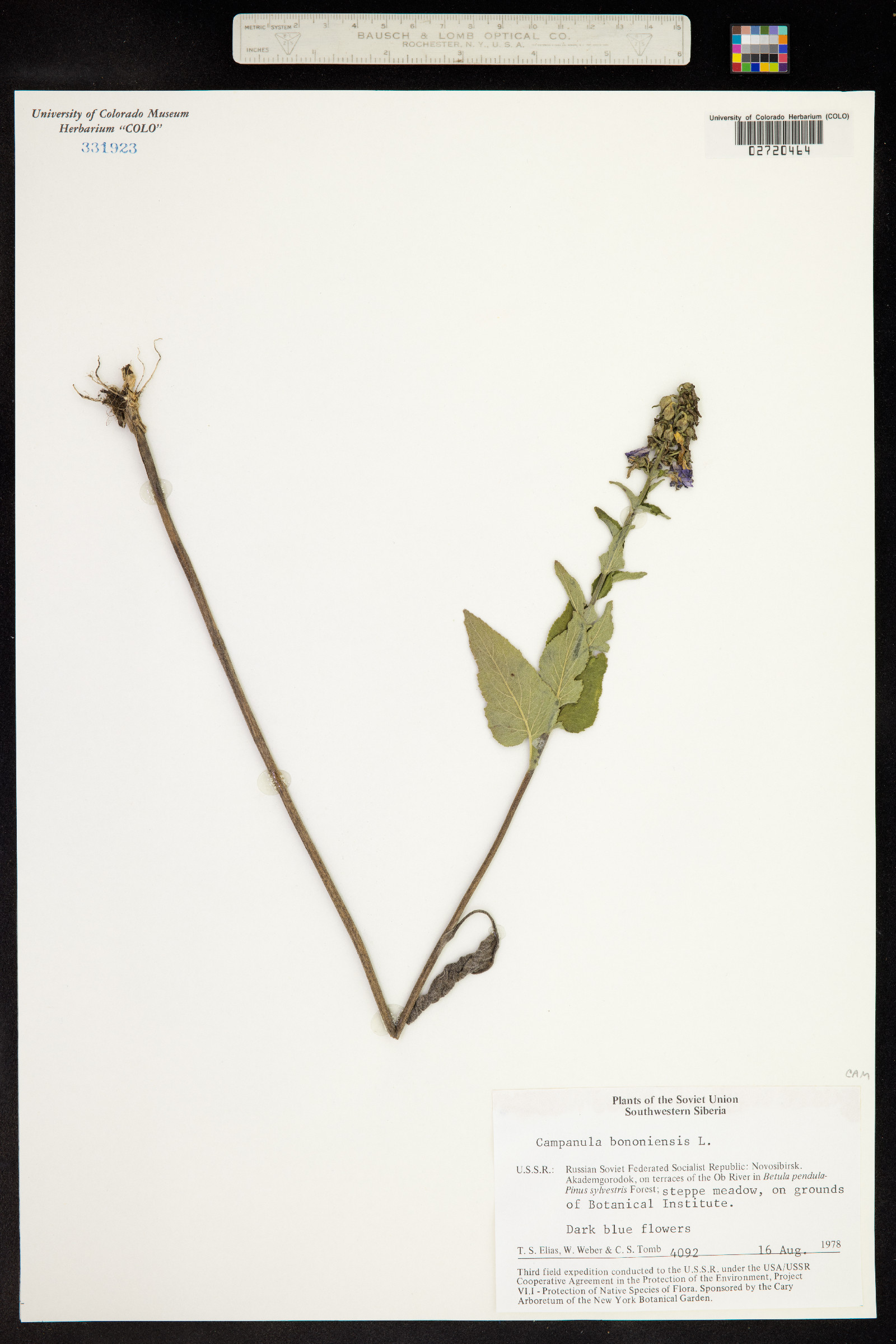 Campanula bononiensis image