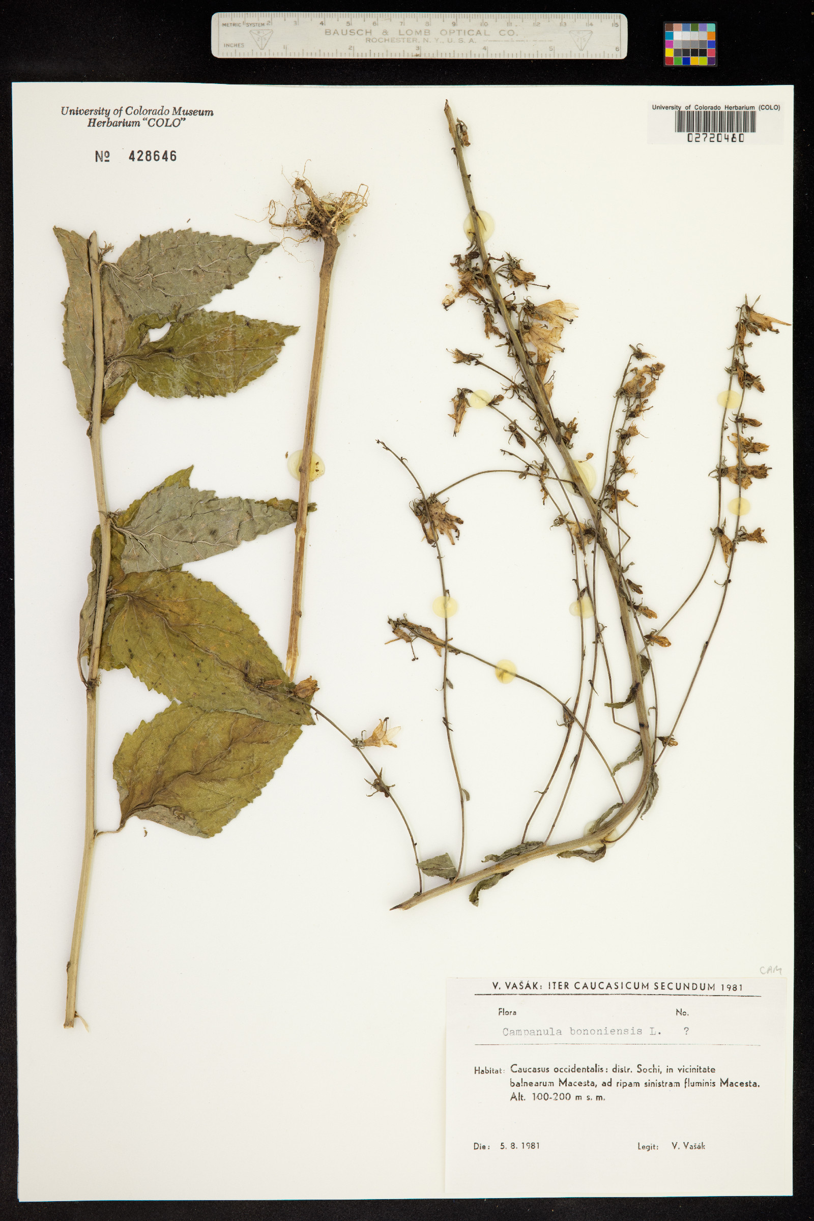 Campanula bononiensis image