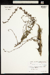 Campanula bononiensis image