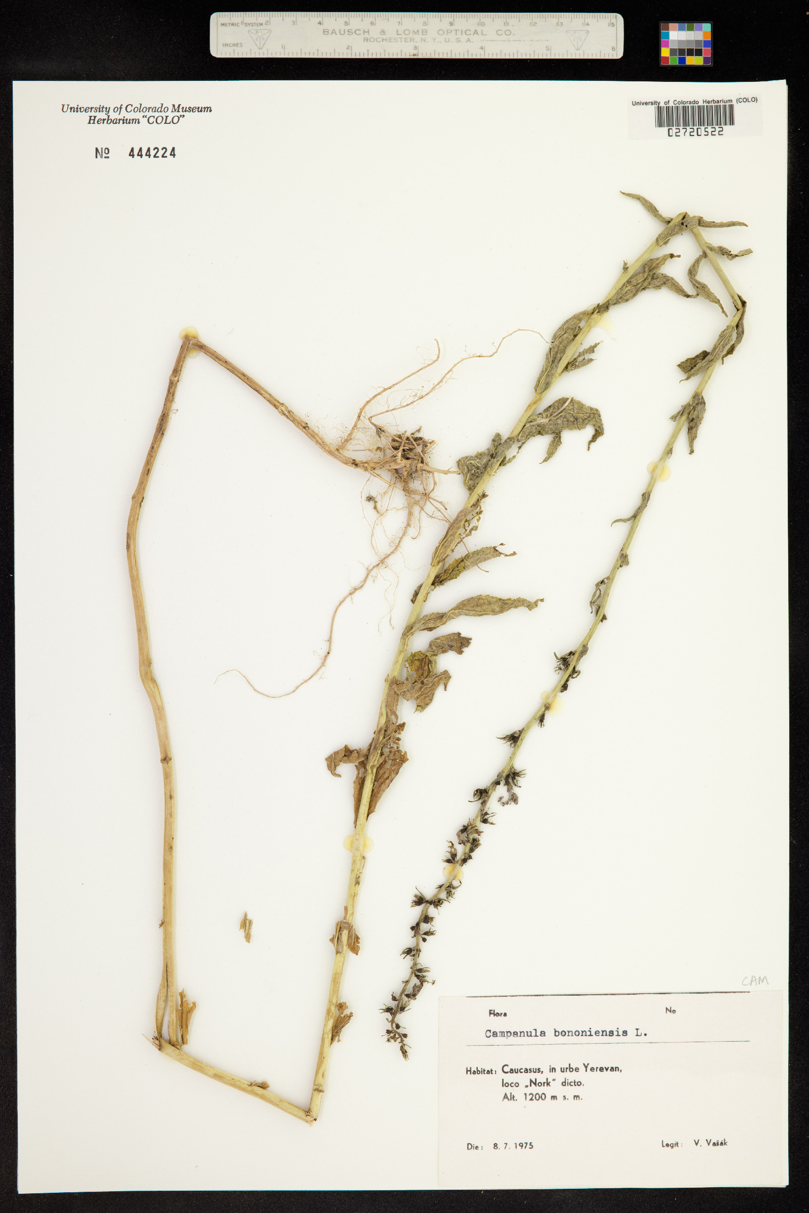 Campanula bononiensis image