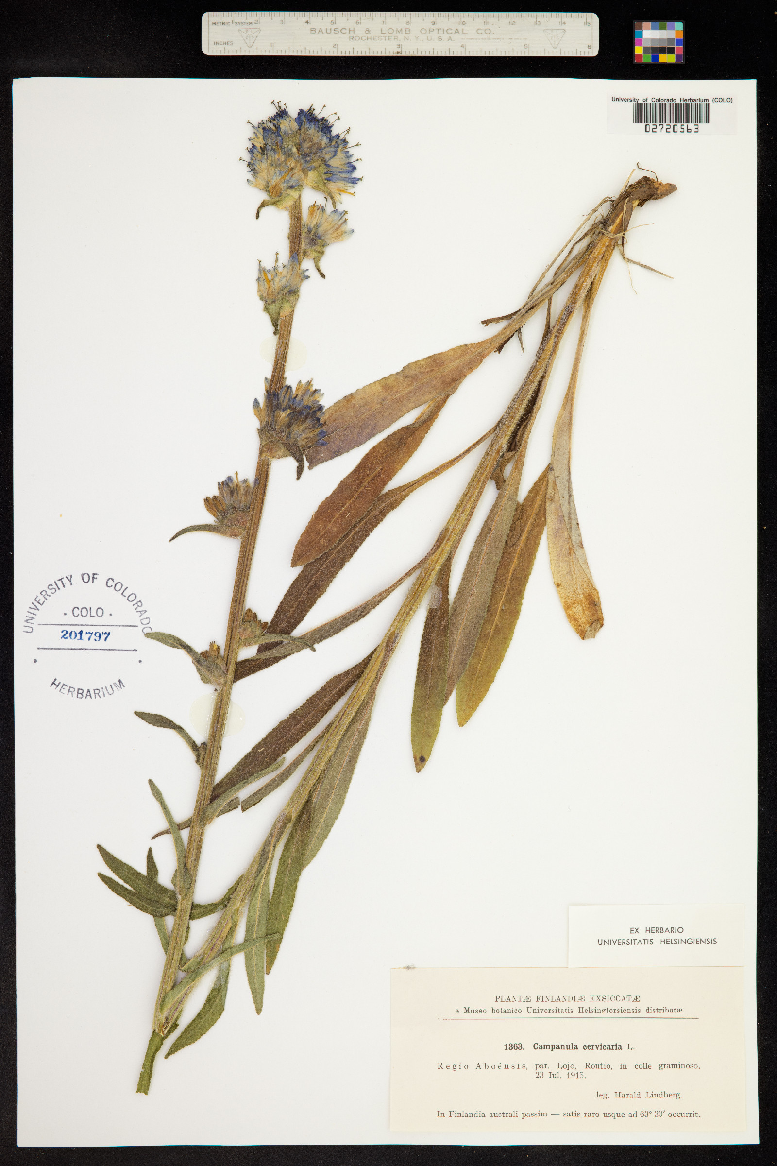 Campanula cervicaria image