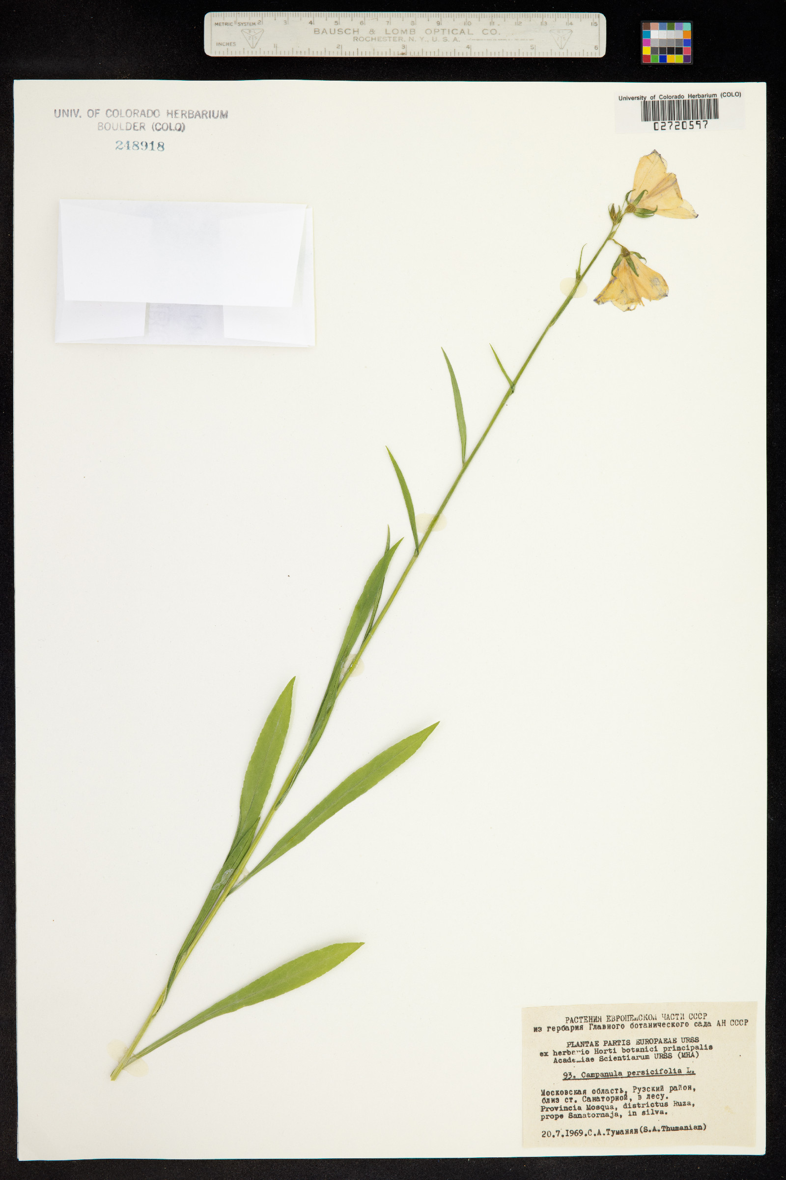 Campanula persicifolia image