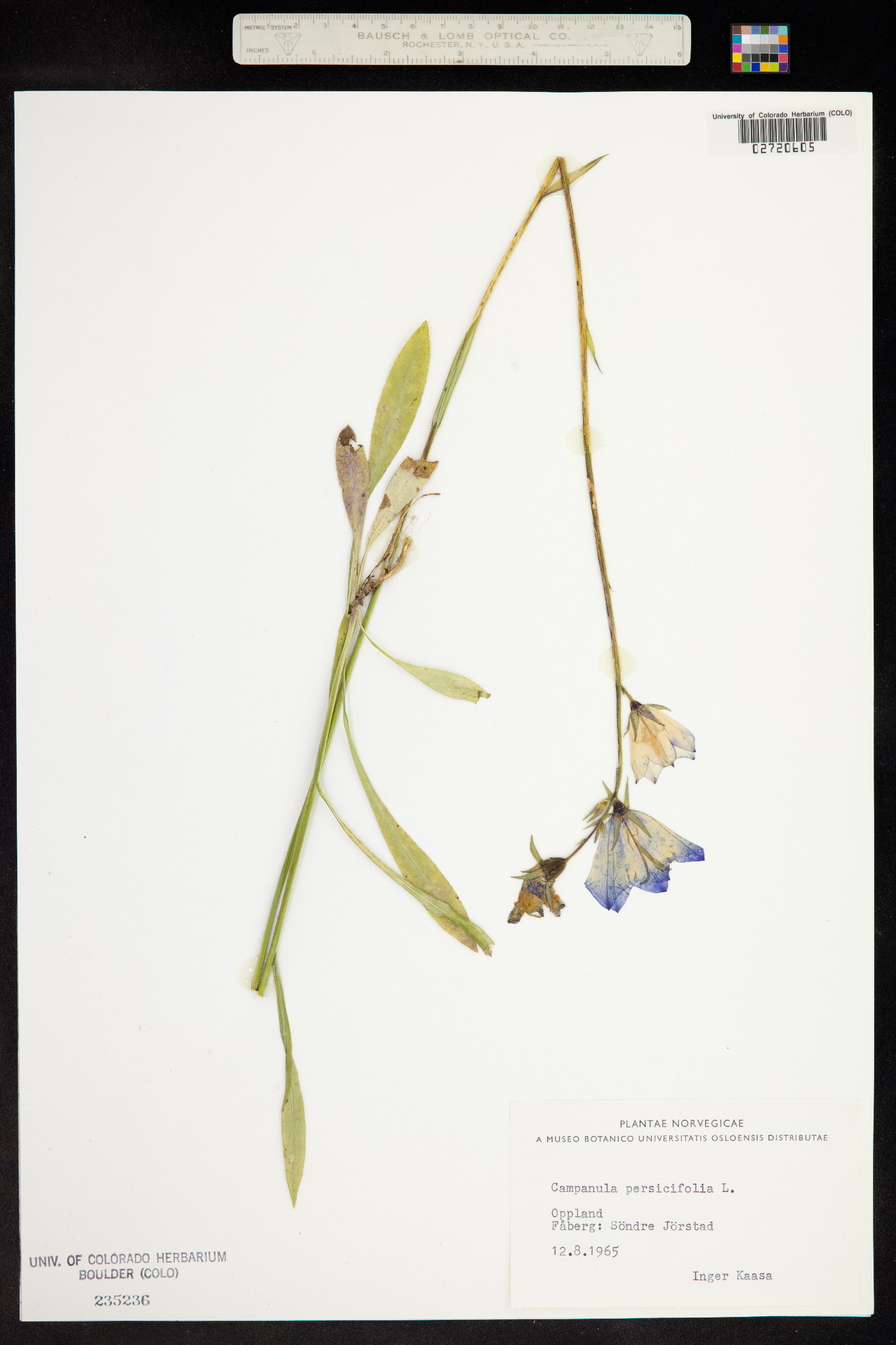 Campanula persicifolia image