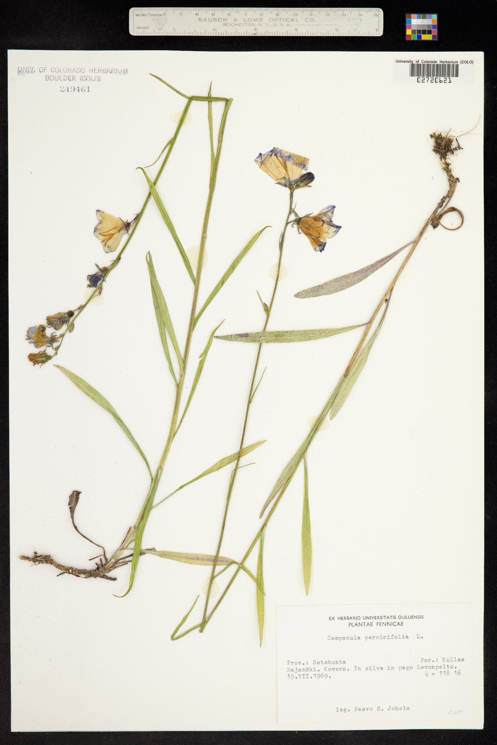 Campanula persicifolia image