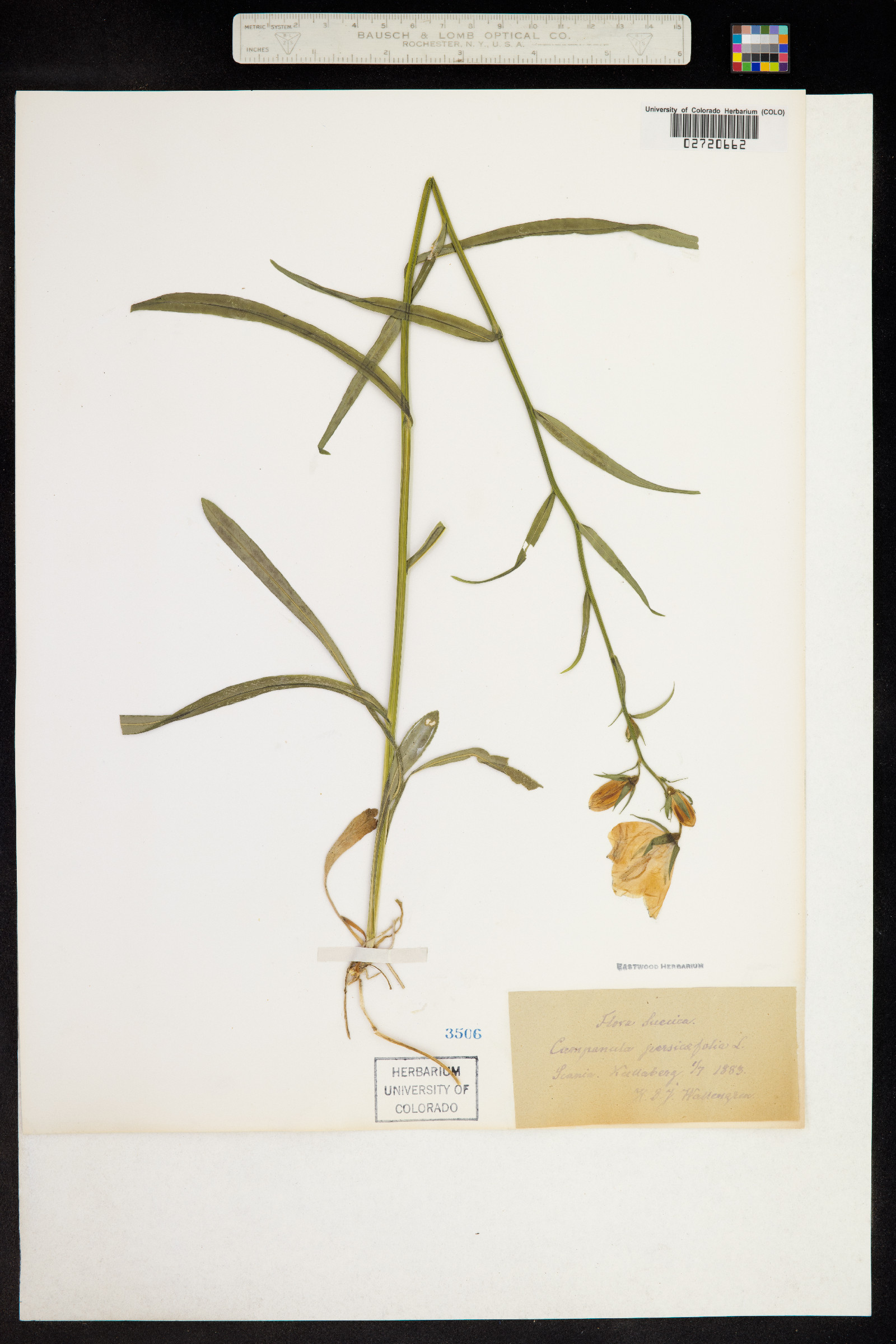 Campanula persicifolia image