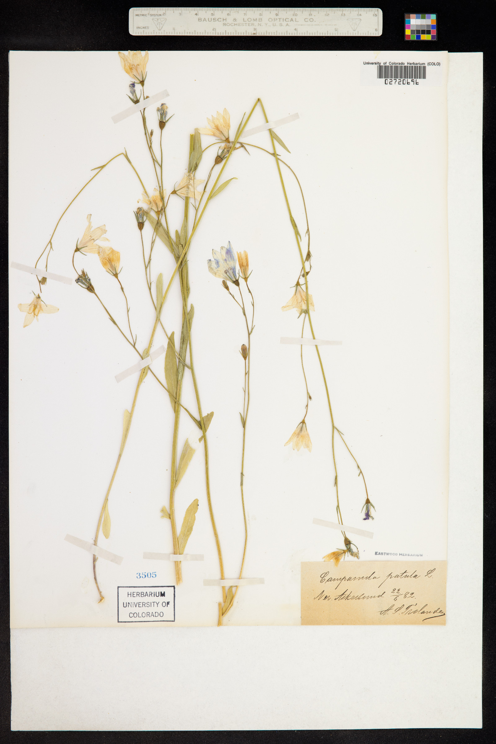 Campanula patula image