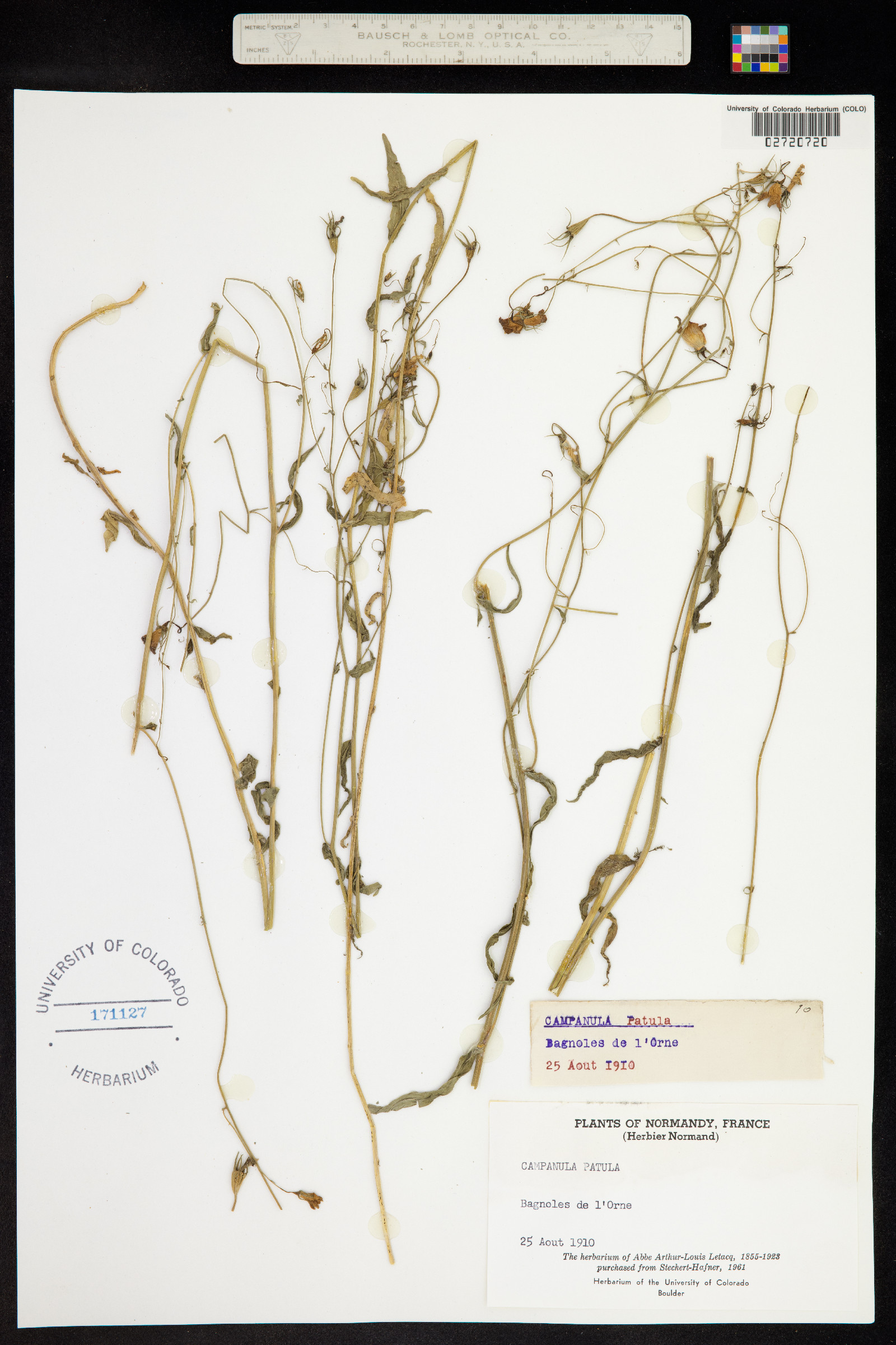 Campanula patula image