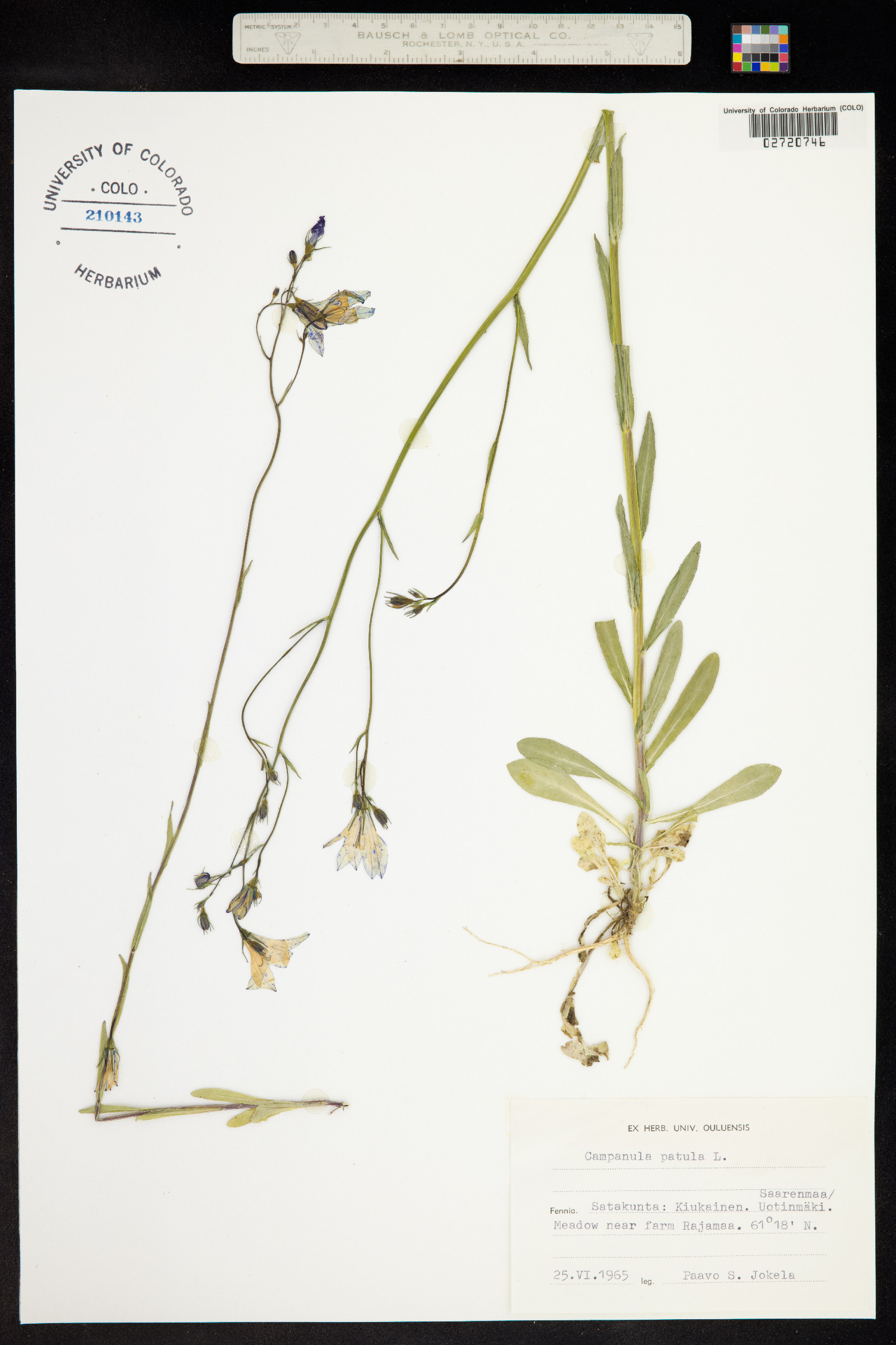 Campanula patula image