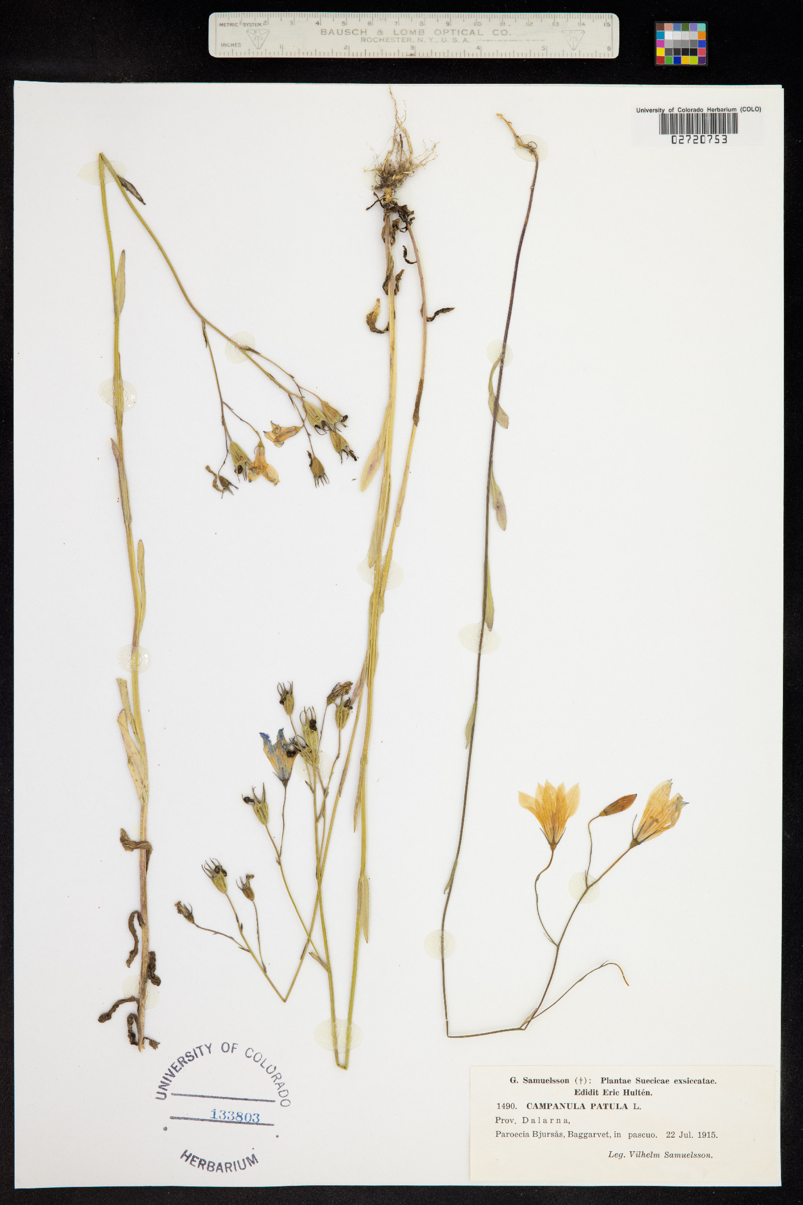 Campanula patula image
