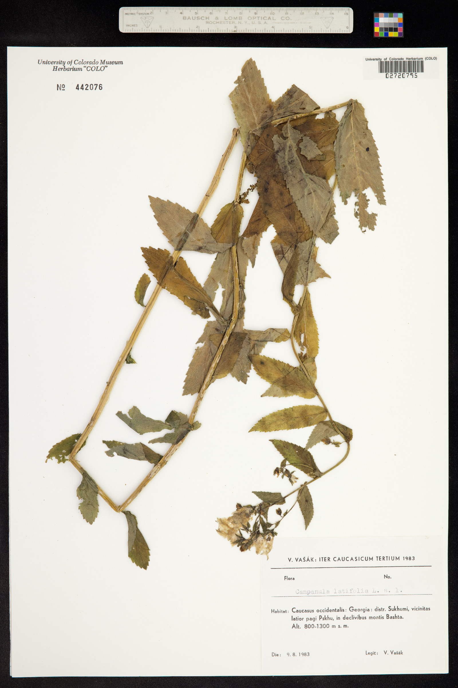 Campanula latifolia image