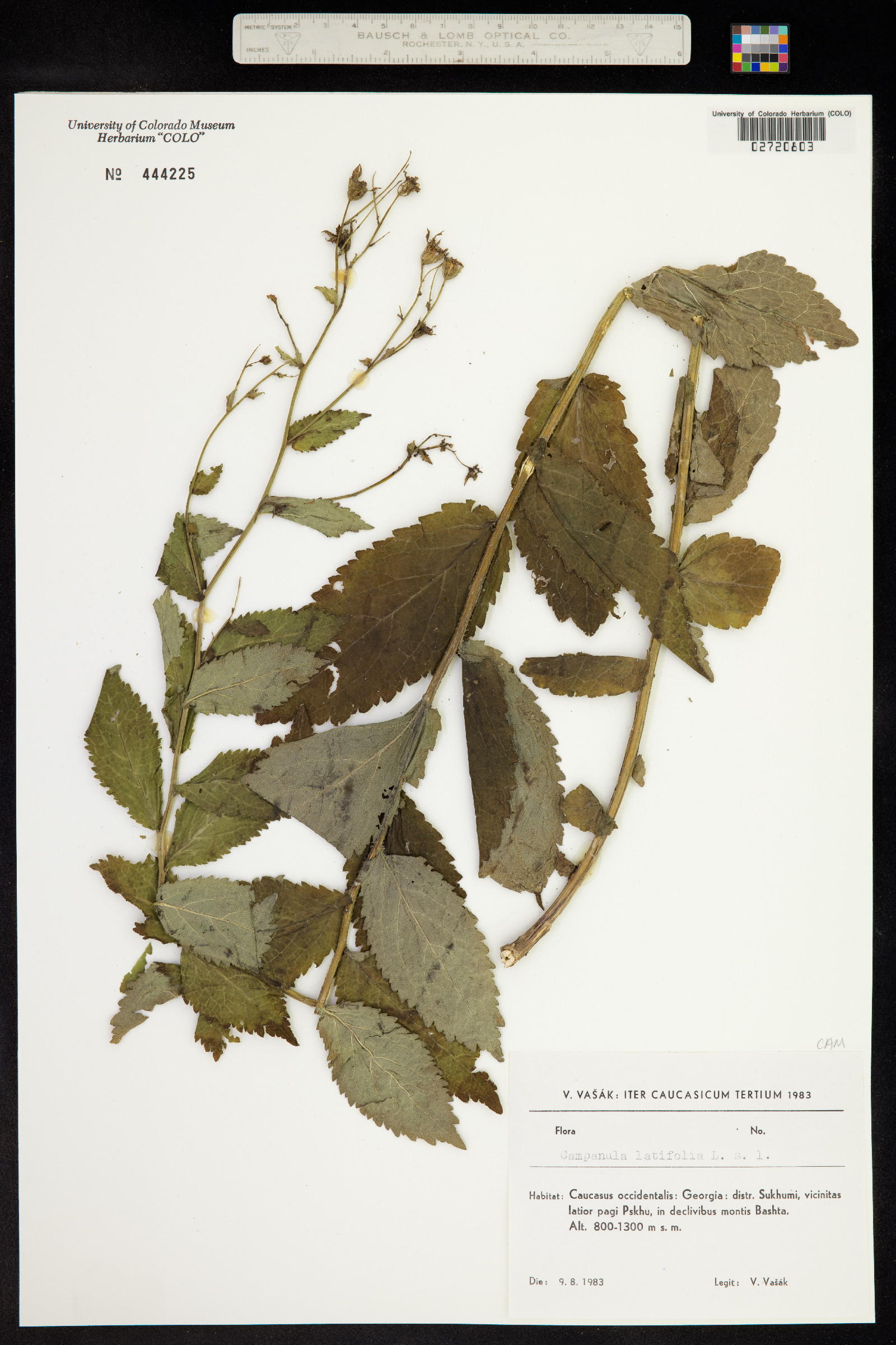 Campanula latifolia image