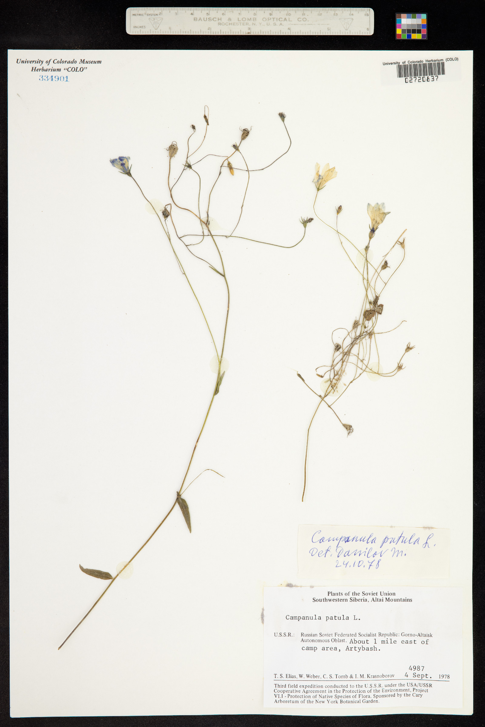 Campanula patula image