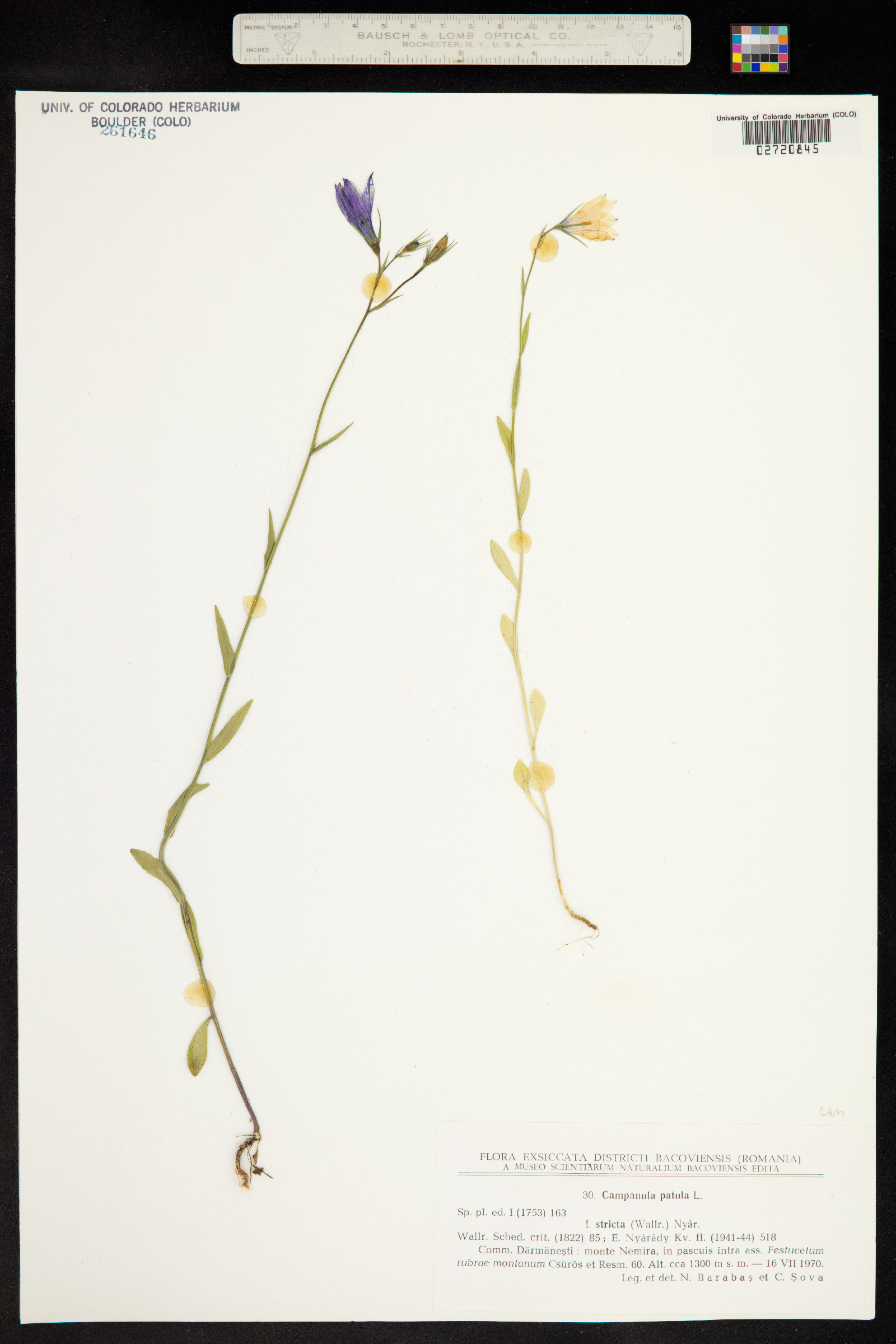 Campanula patula image