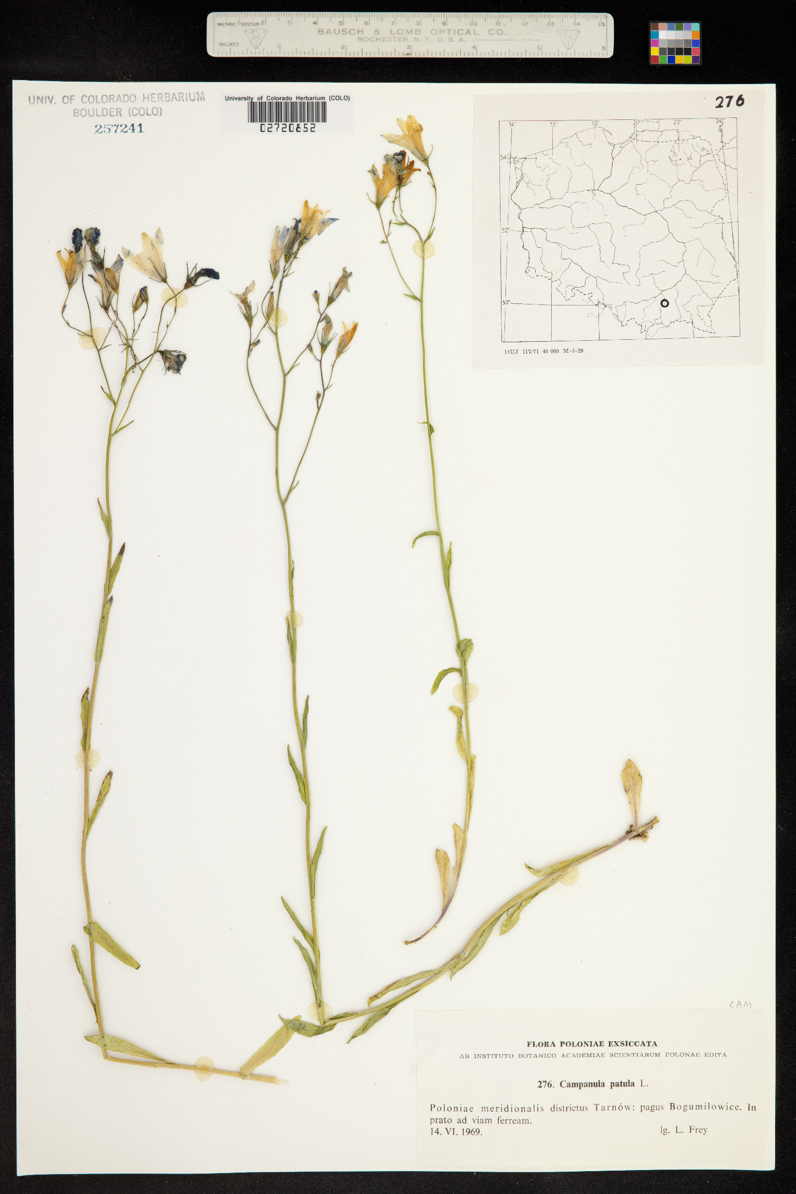 Campanula patula image