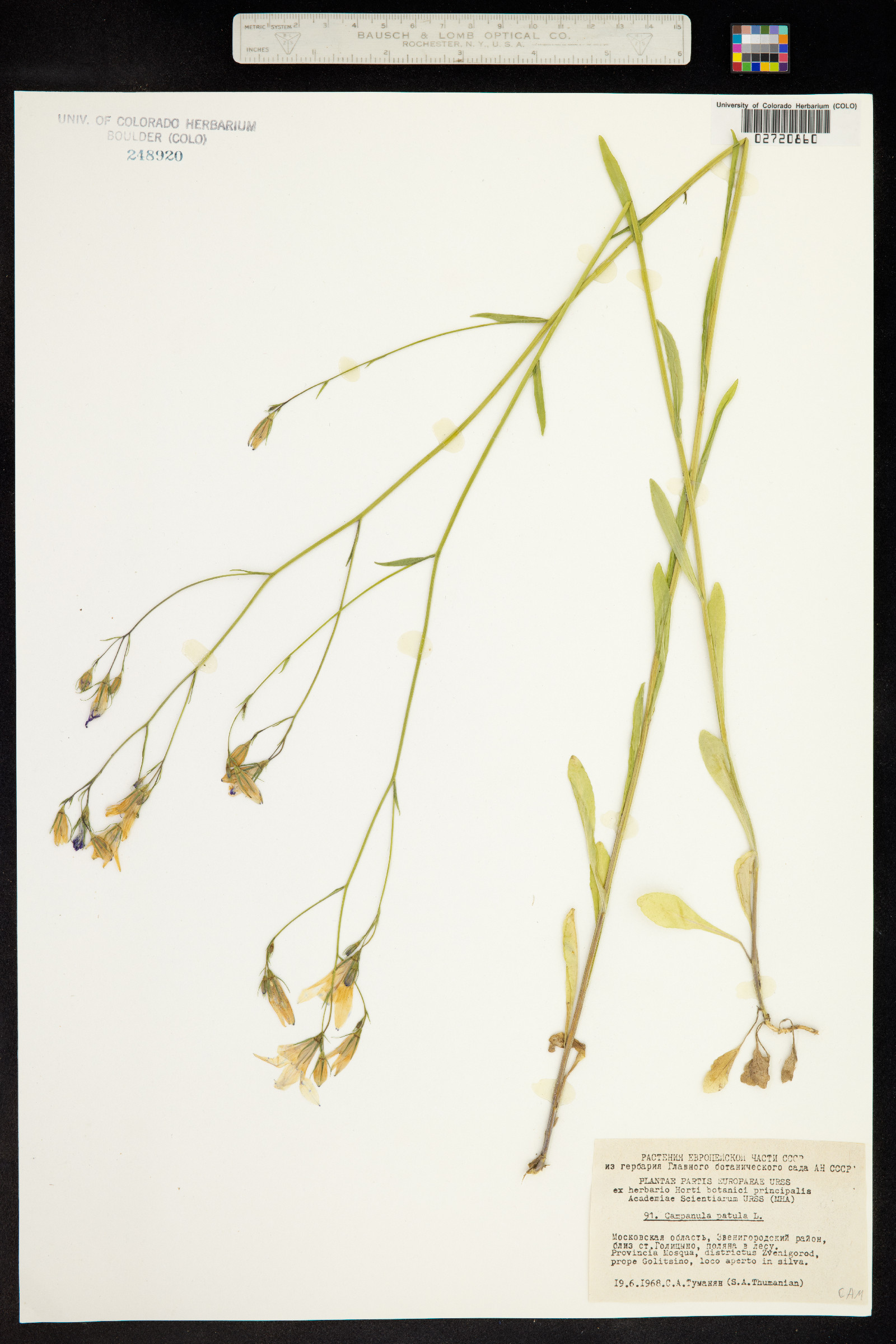 Campanula patula image