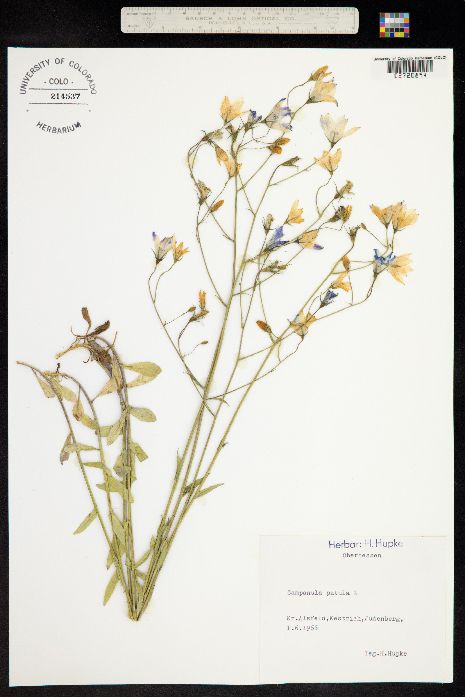 Campanula patula image