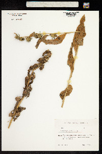 Campanula latifolia image
