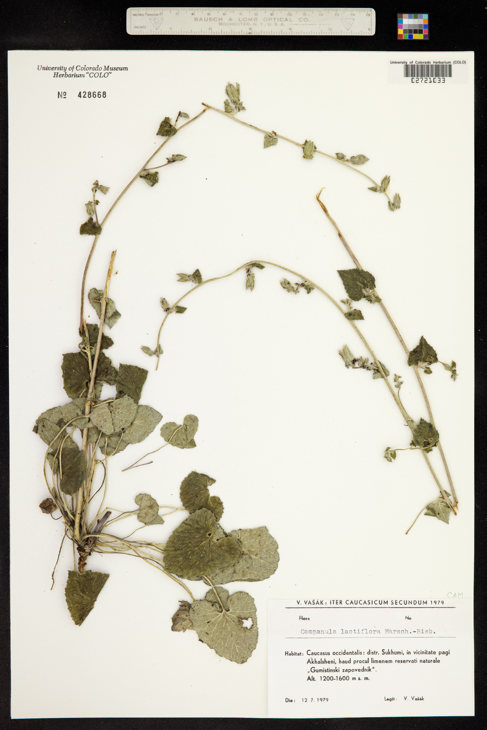 Campanula lactiflora image