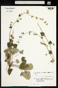 Image of Campanula lactiflora