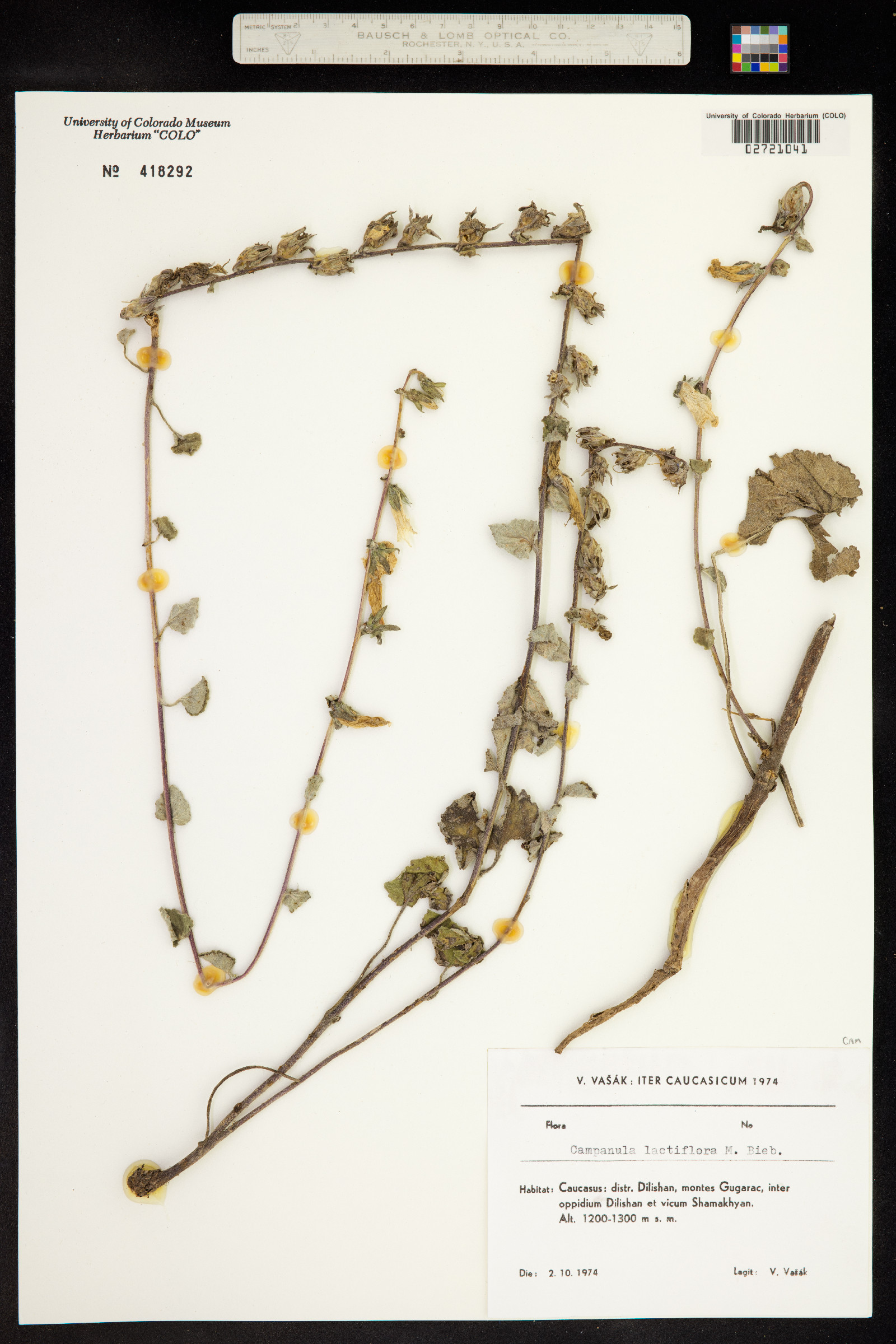 Campanula lactiflora image