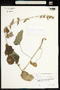Campanula lactiflora image
