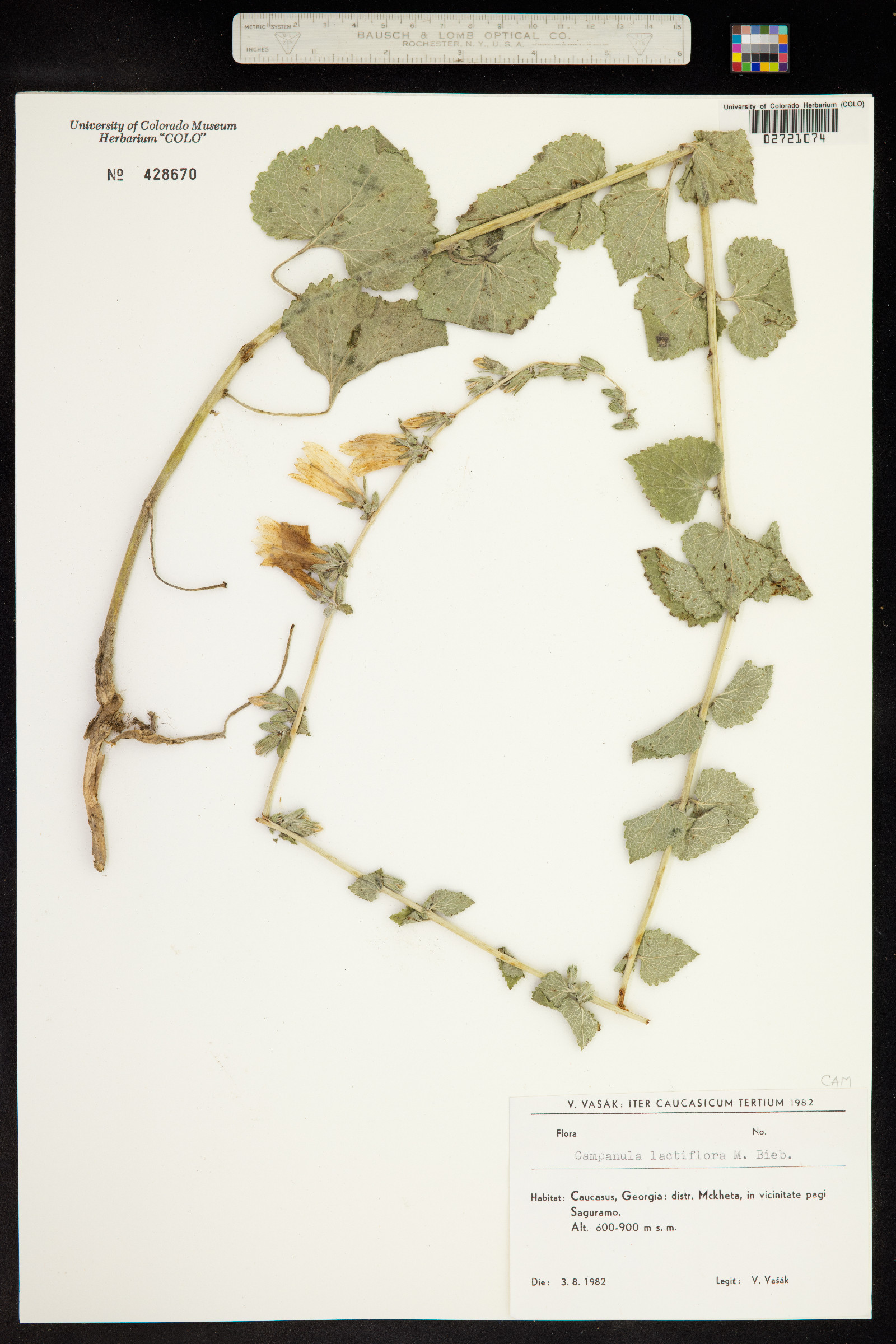 Campanula lactiflora image