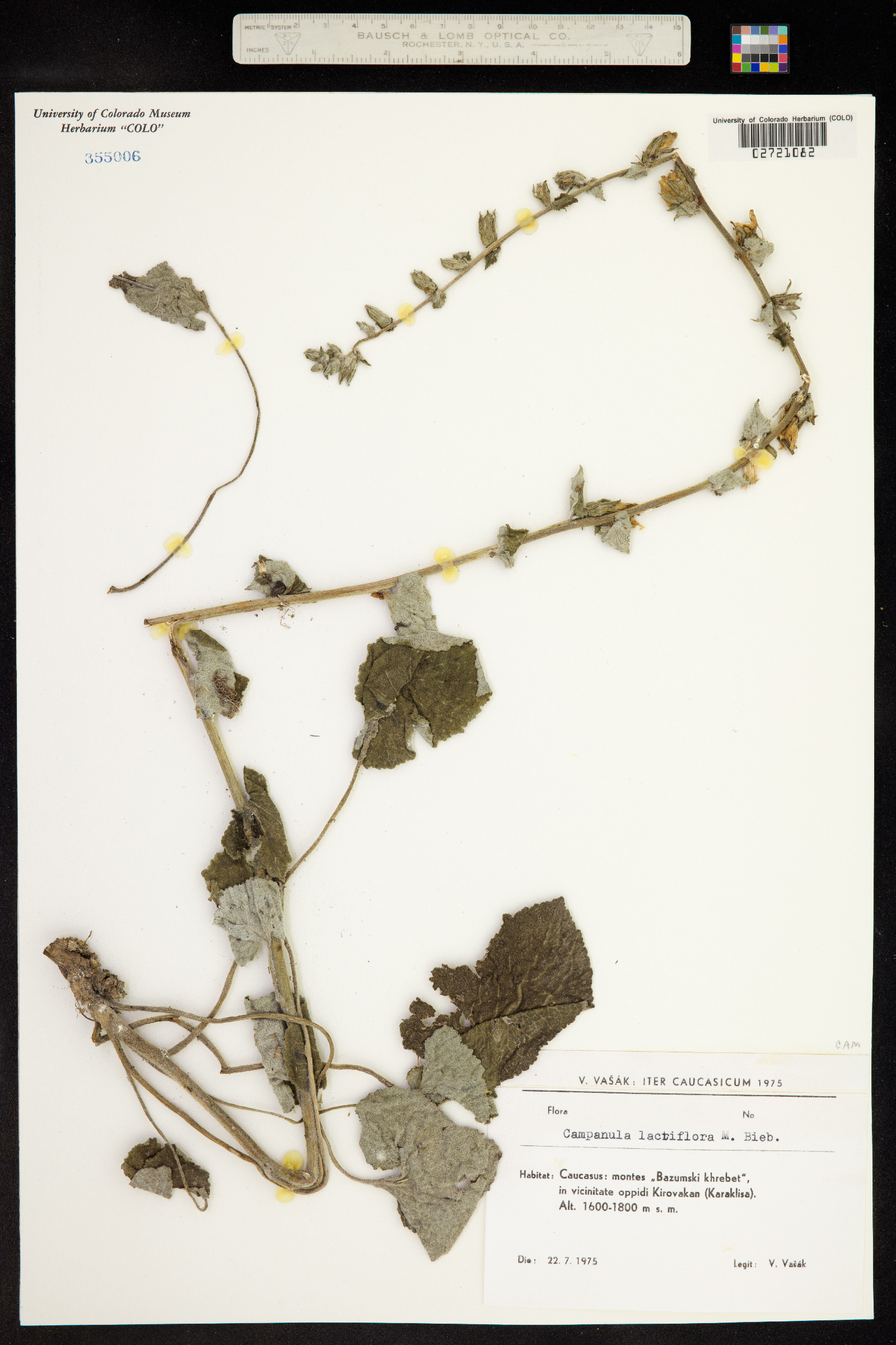 Campanula lactiflora image