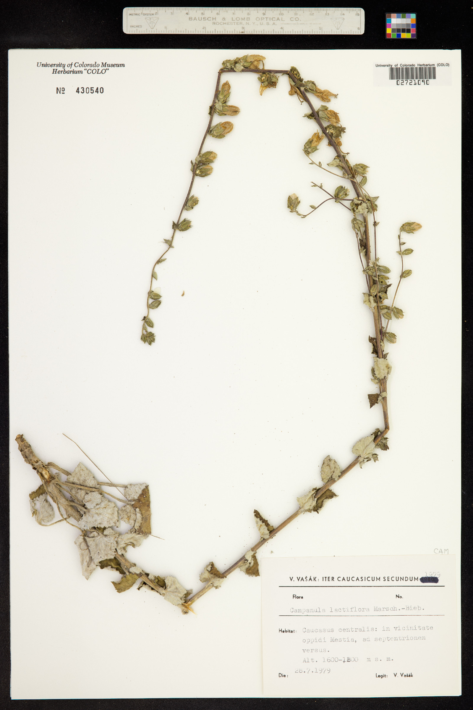 Campanula lactiflora image