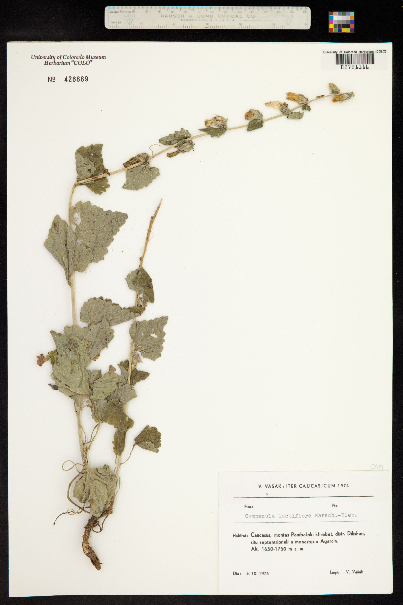 Campanula lactiflora image