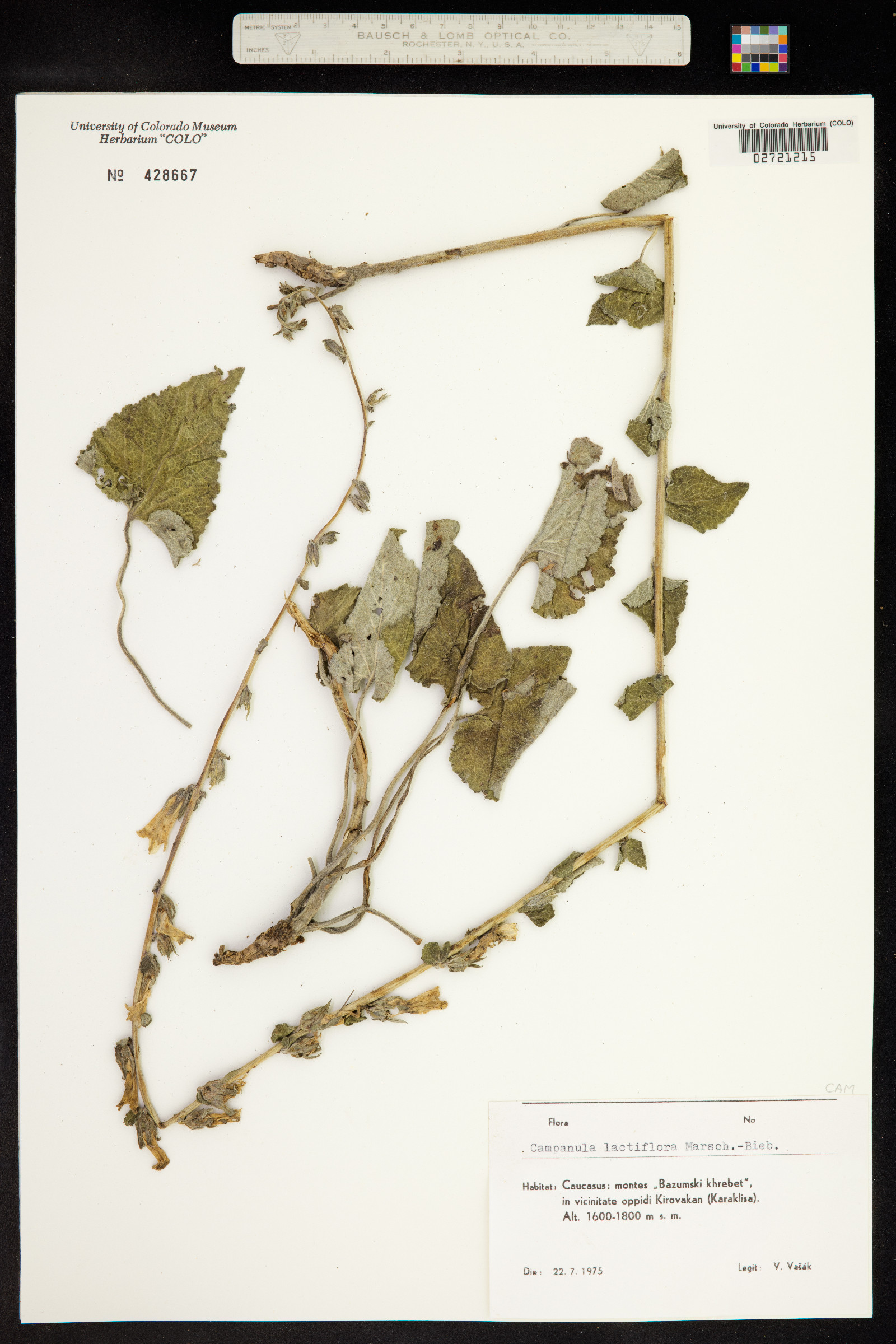 Campanula lactiflora image