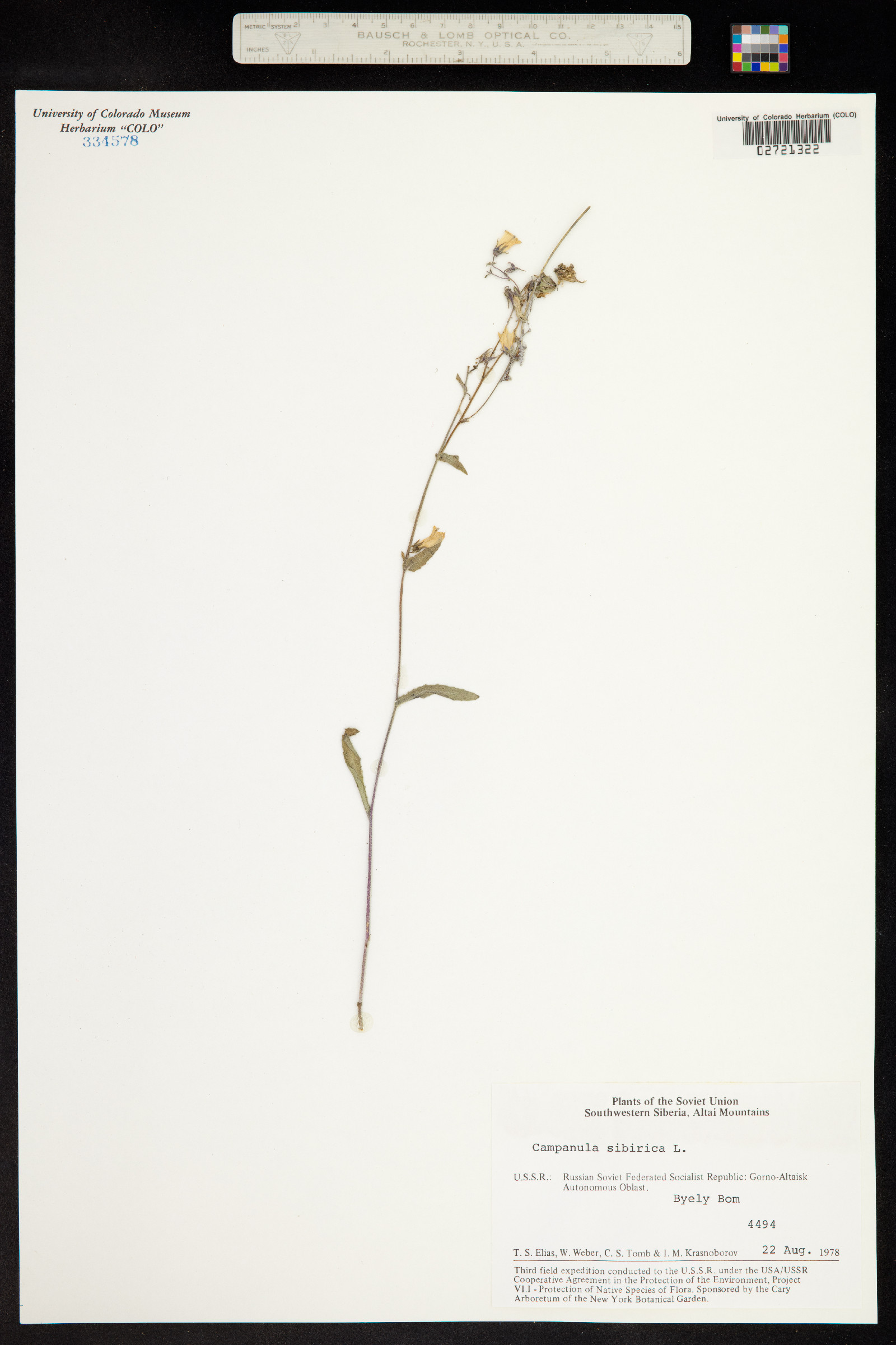 Campanula sibirica image