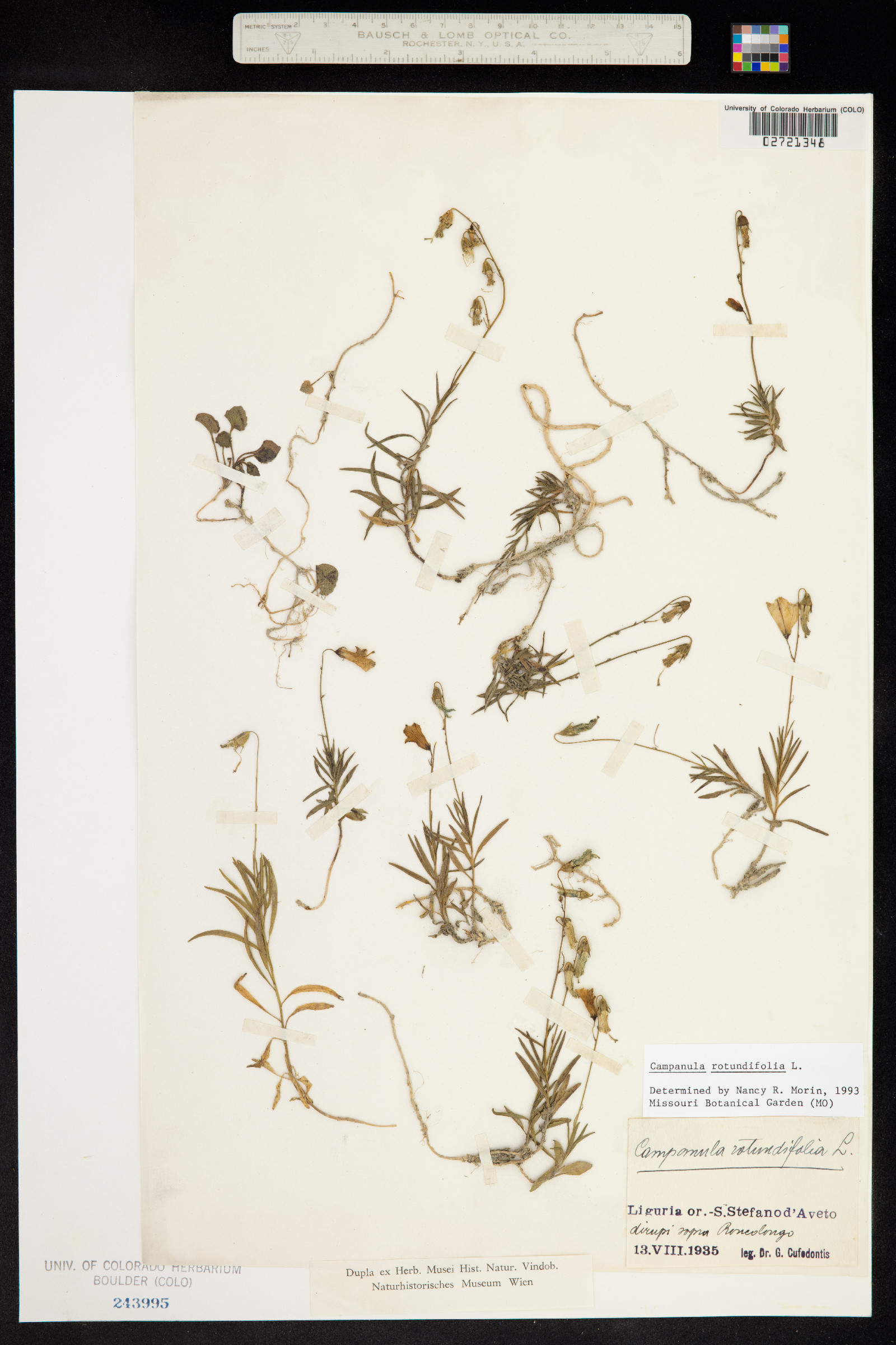 Campanula rotundifolia image
